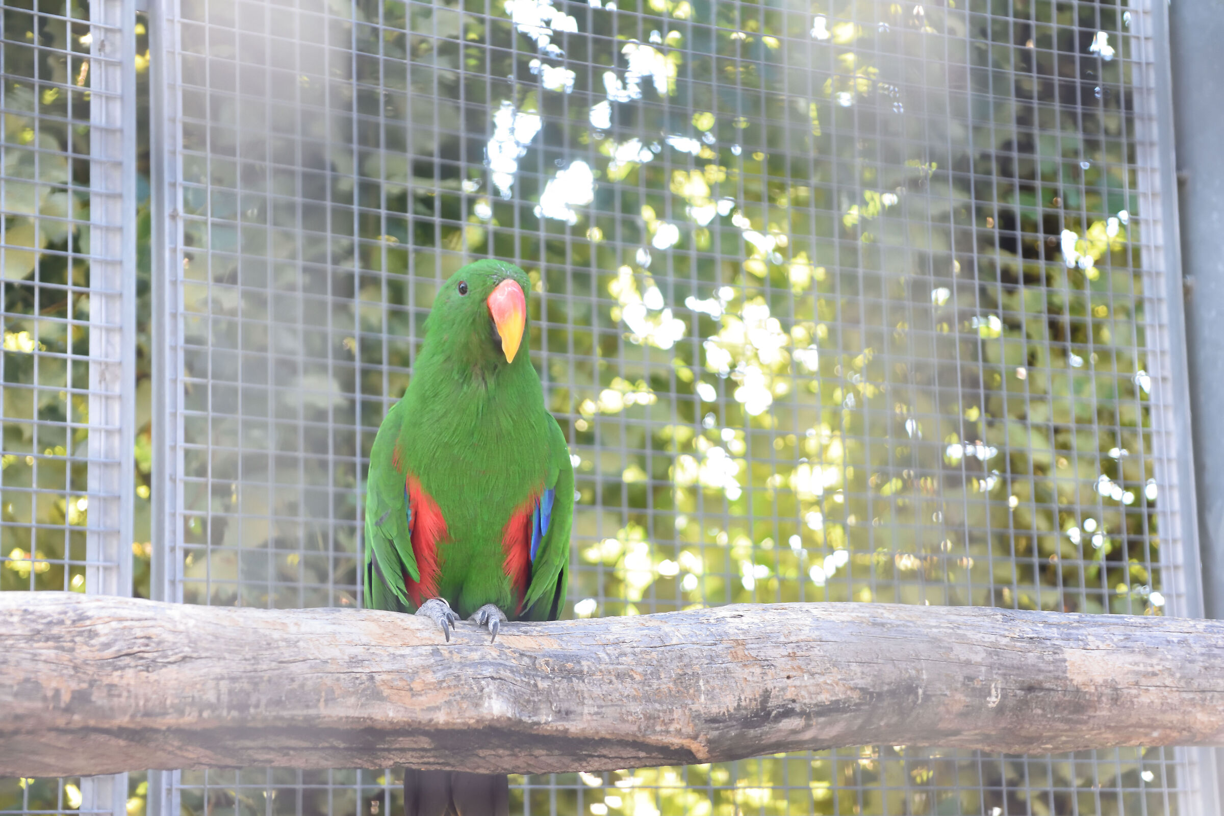 parrot
