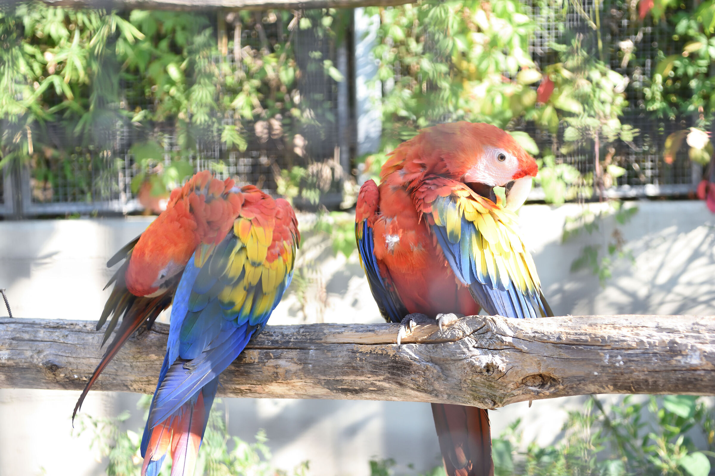 parrot