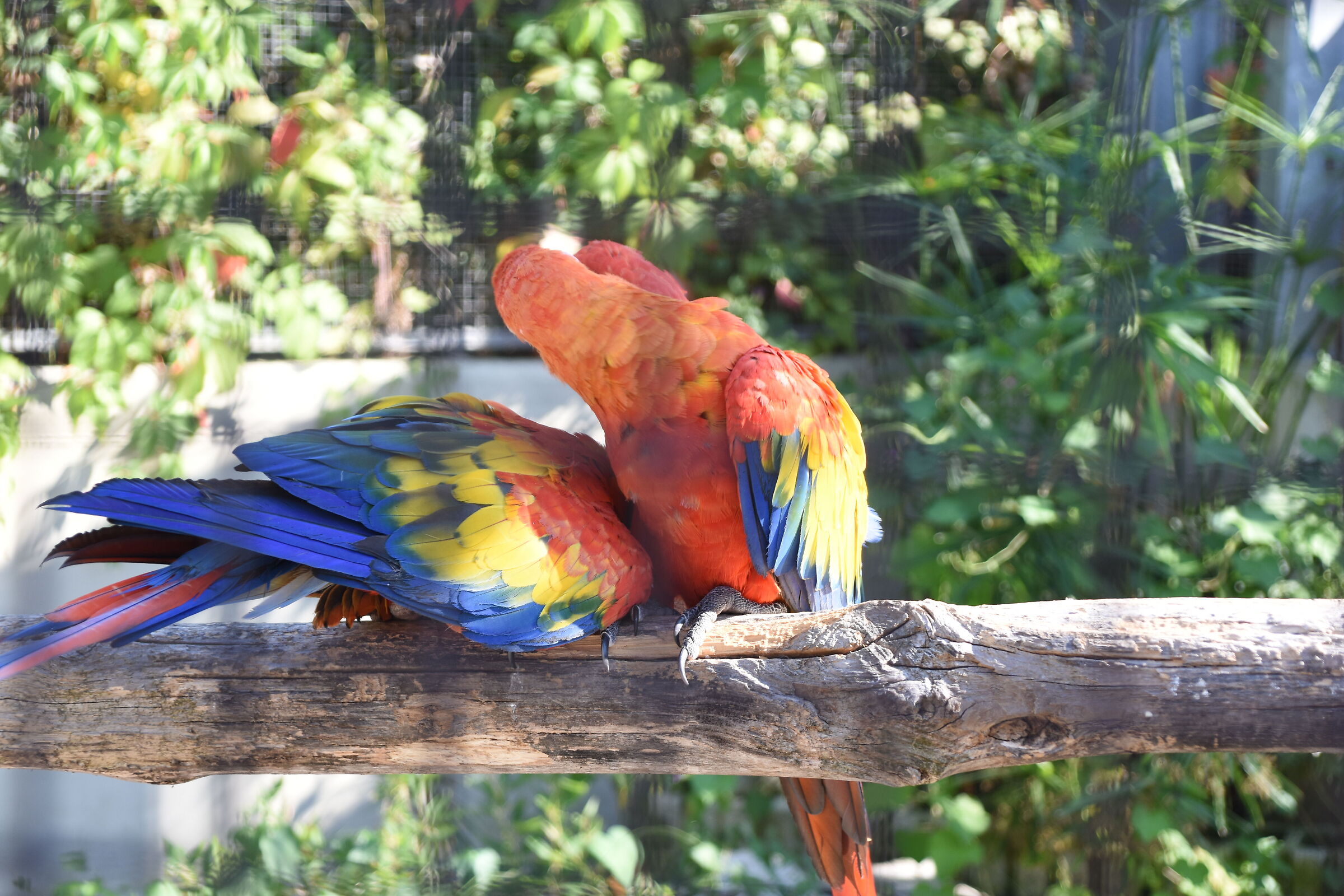 parrot