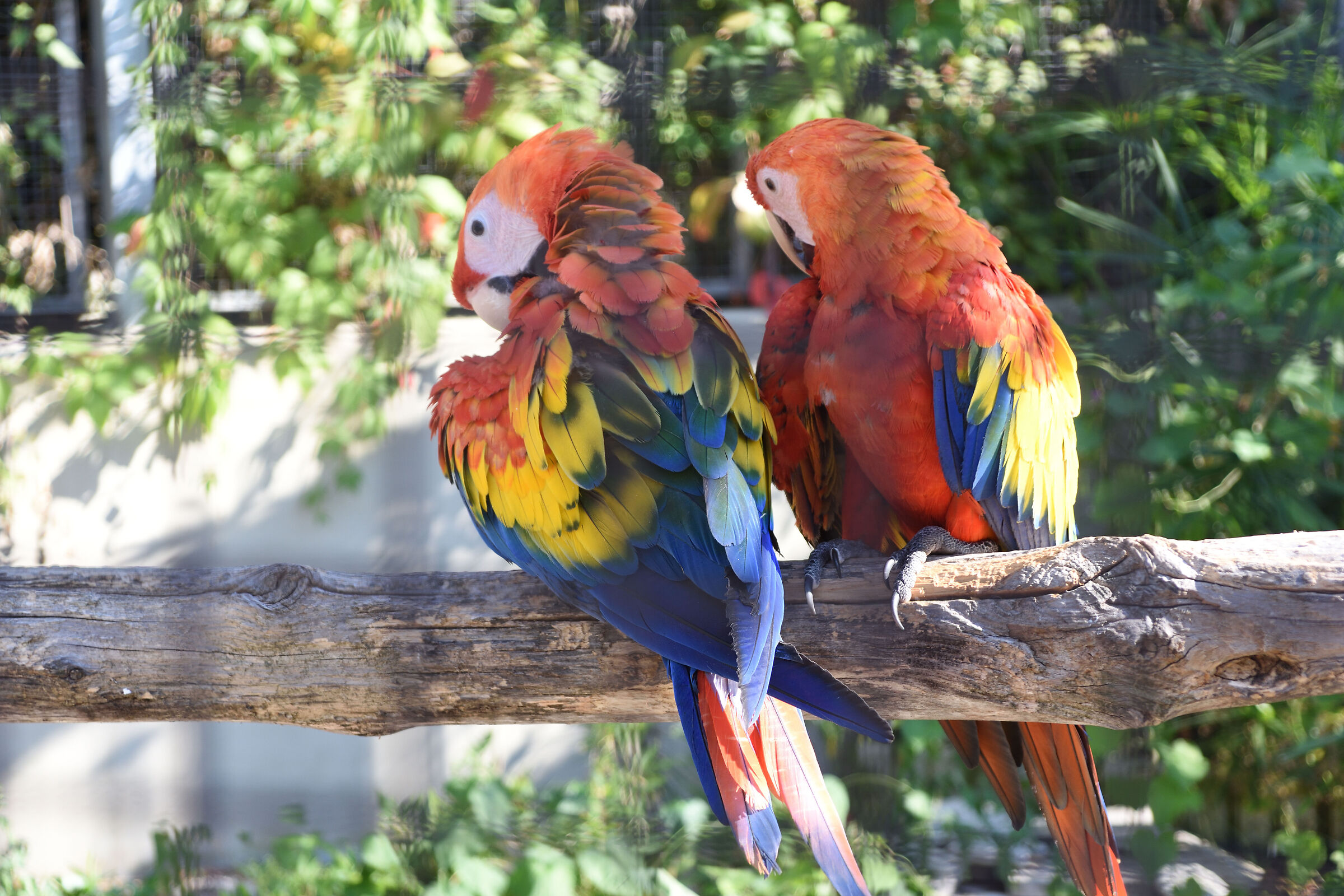 parrot