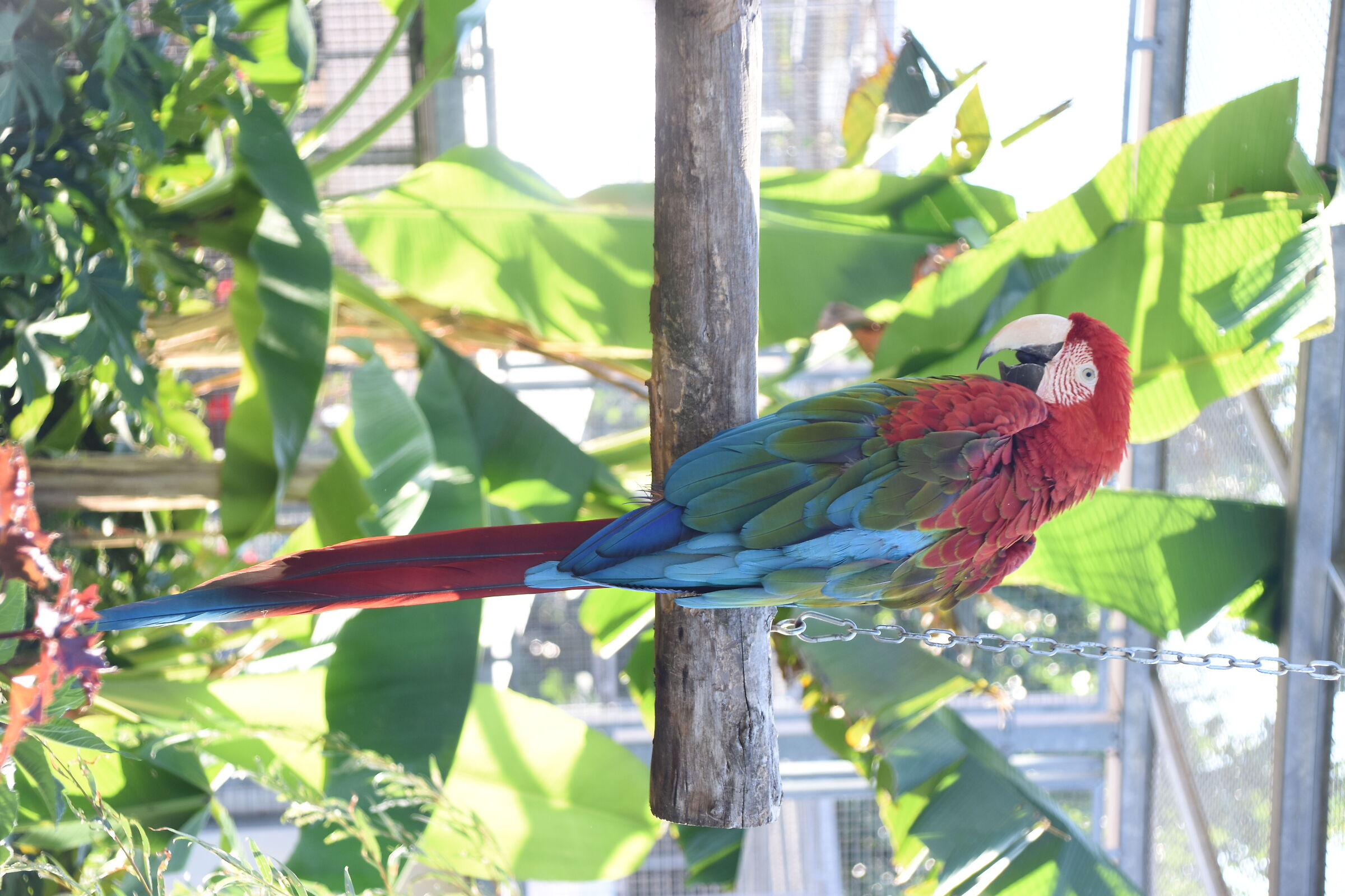 parrot