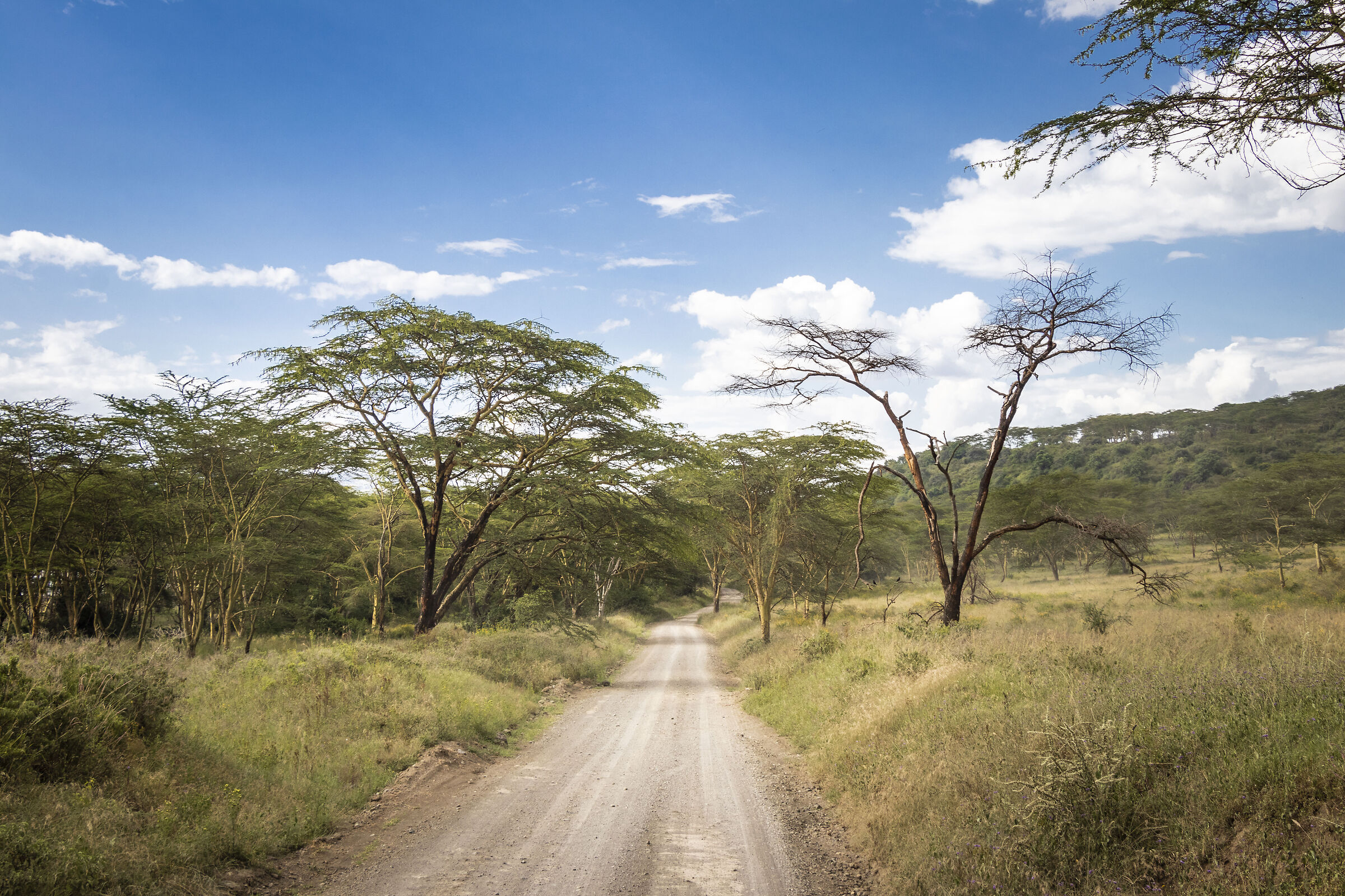 panorama vegetazione Lake Nakuru