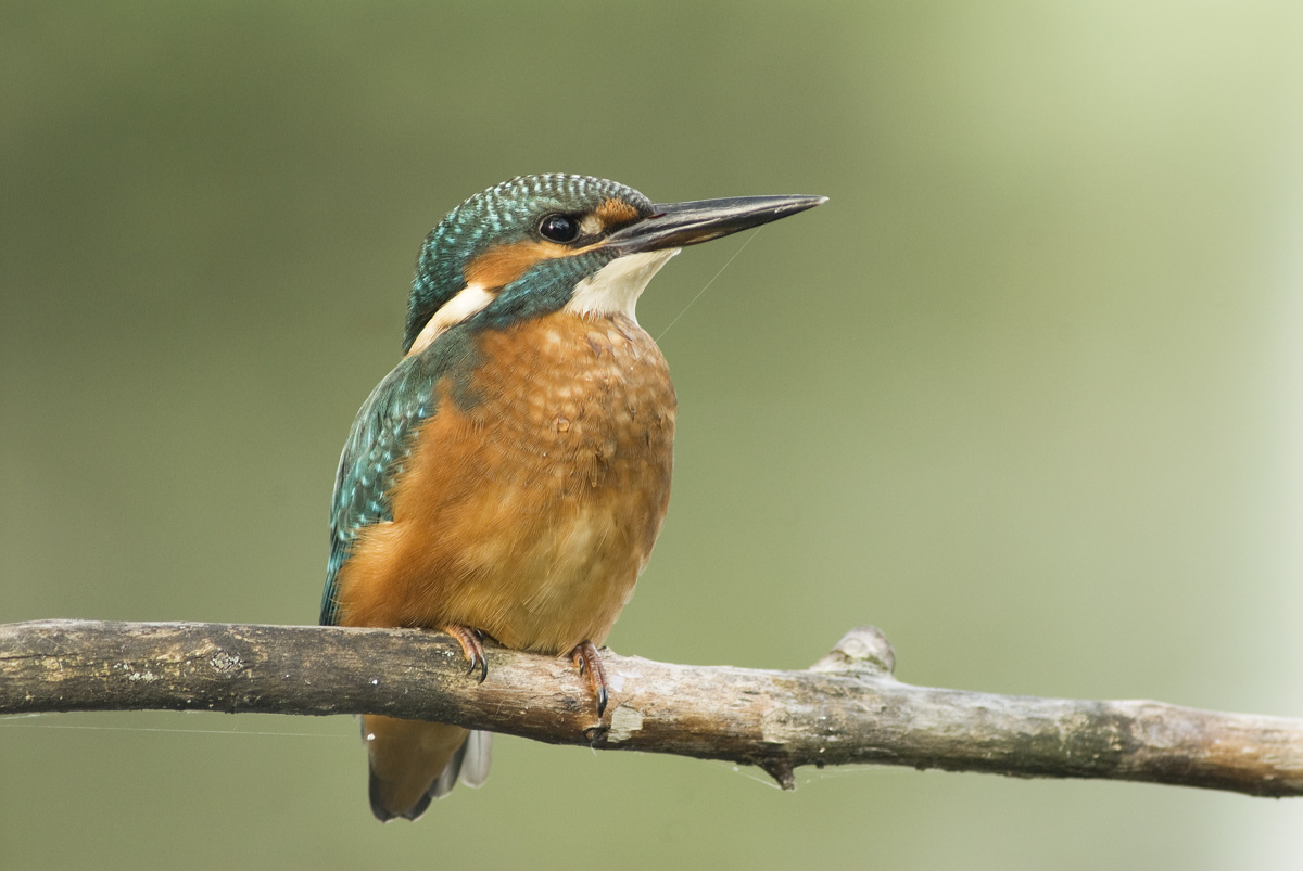 kingfisher