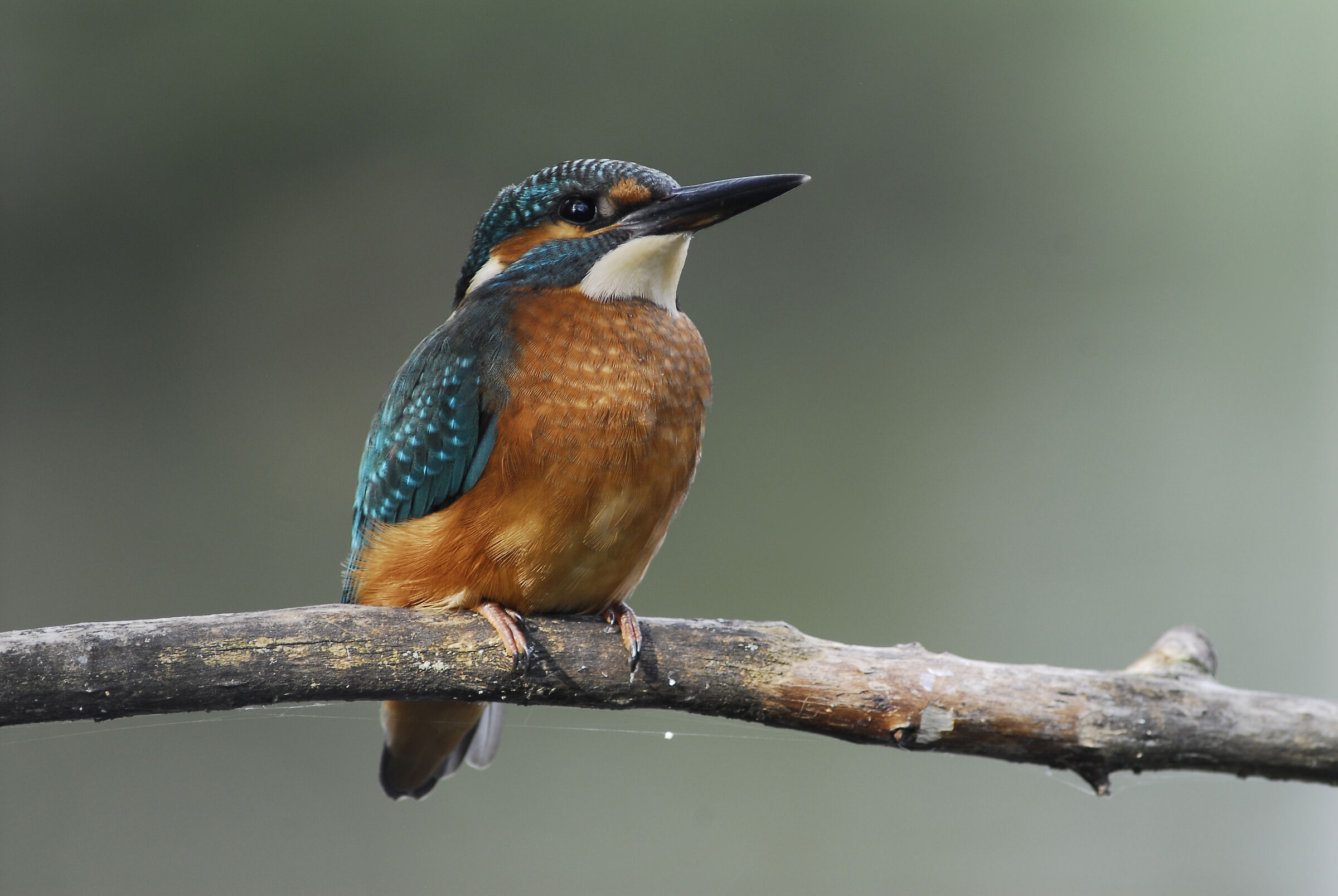 kingfisher