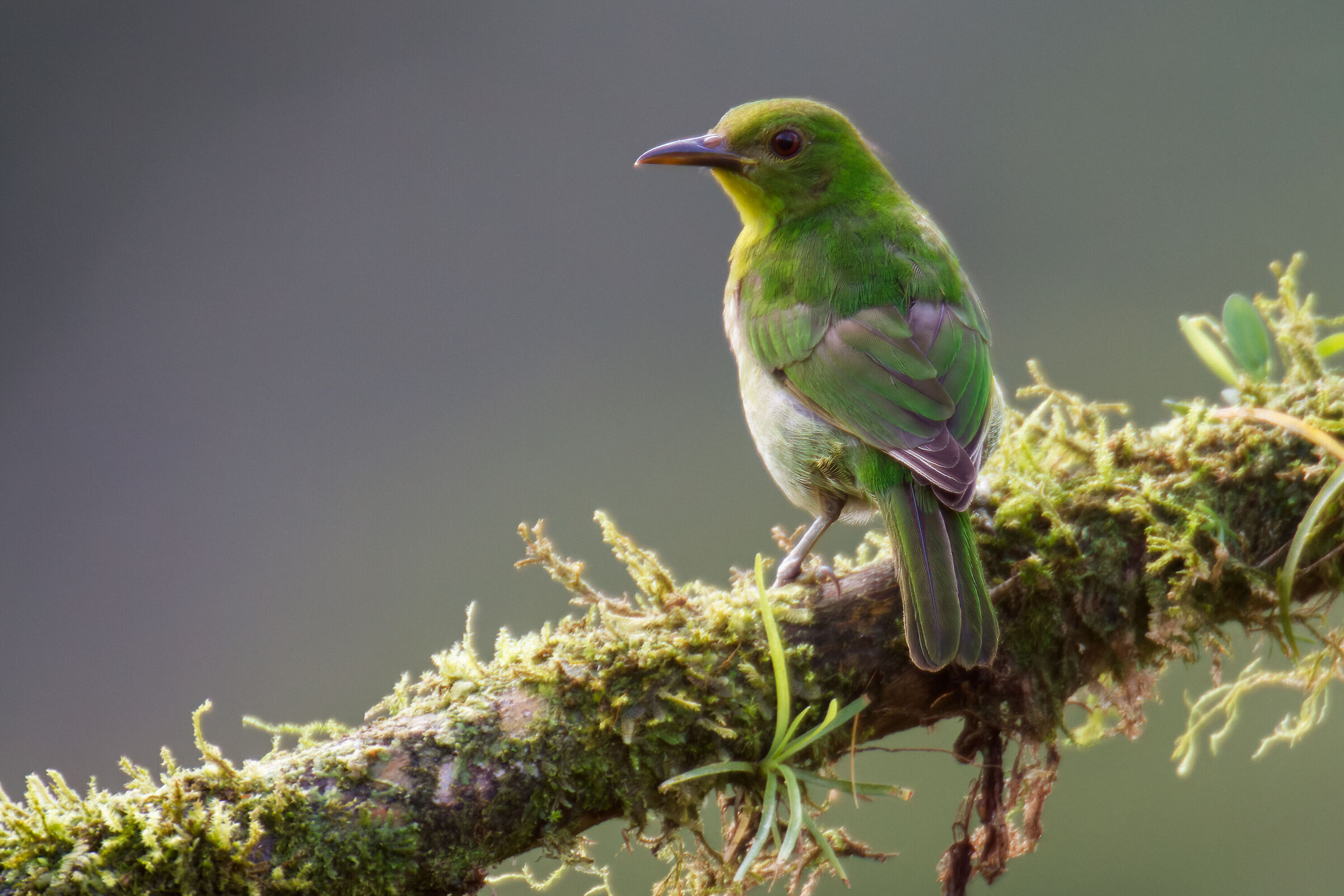 Chlorophanes spiza (f)