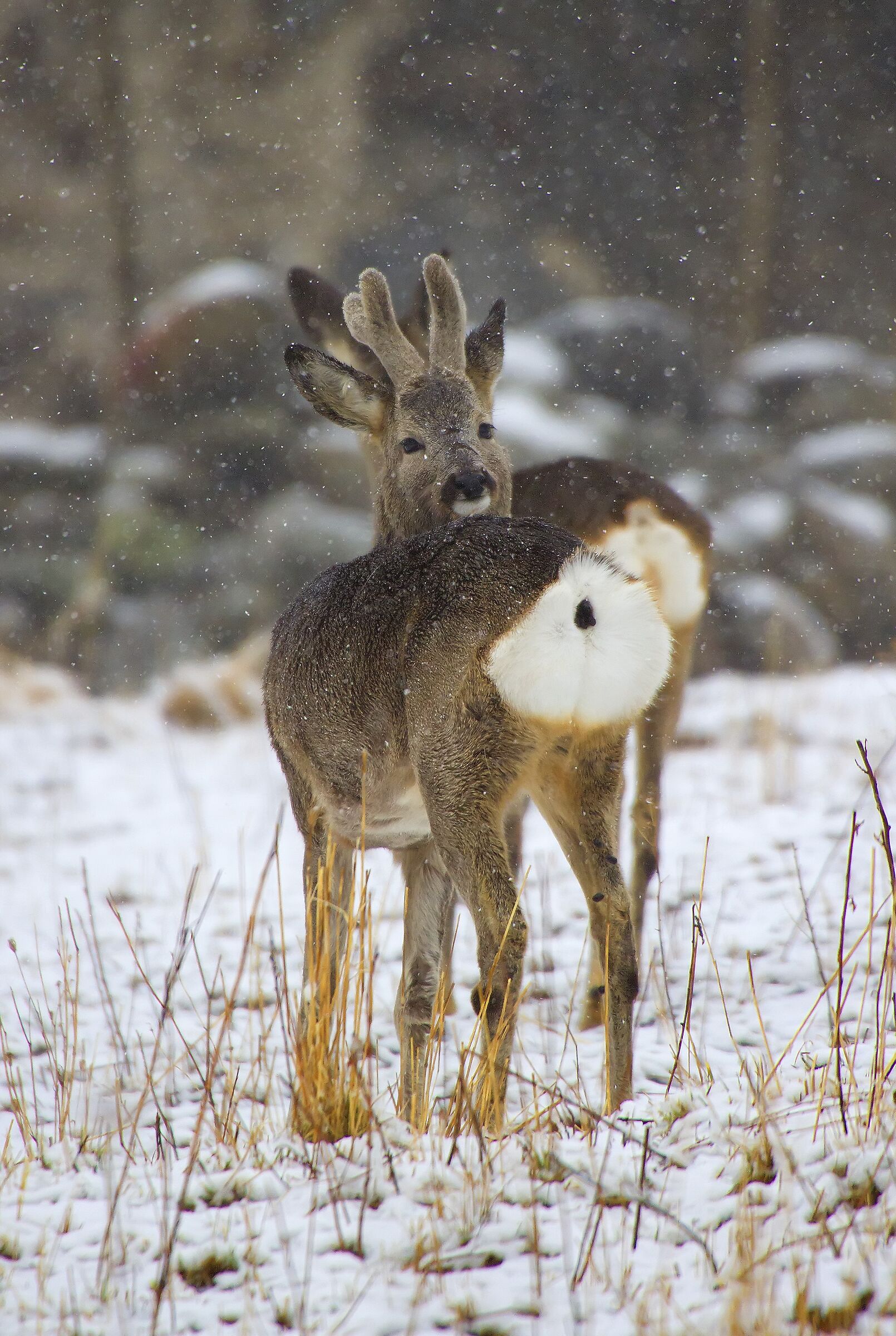 Caprioli sotto la neve