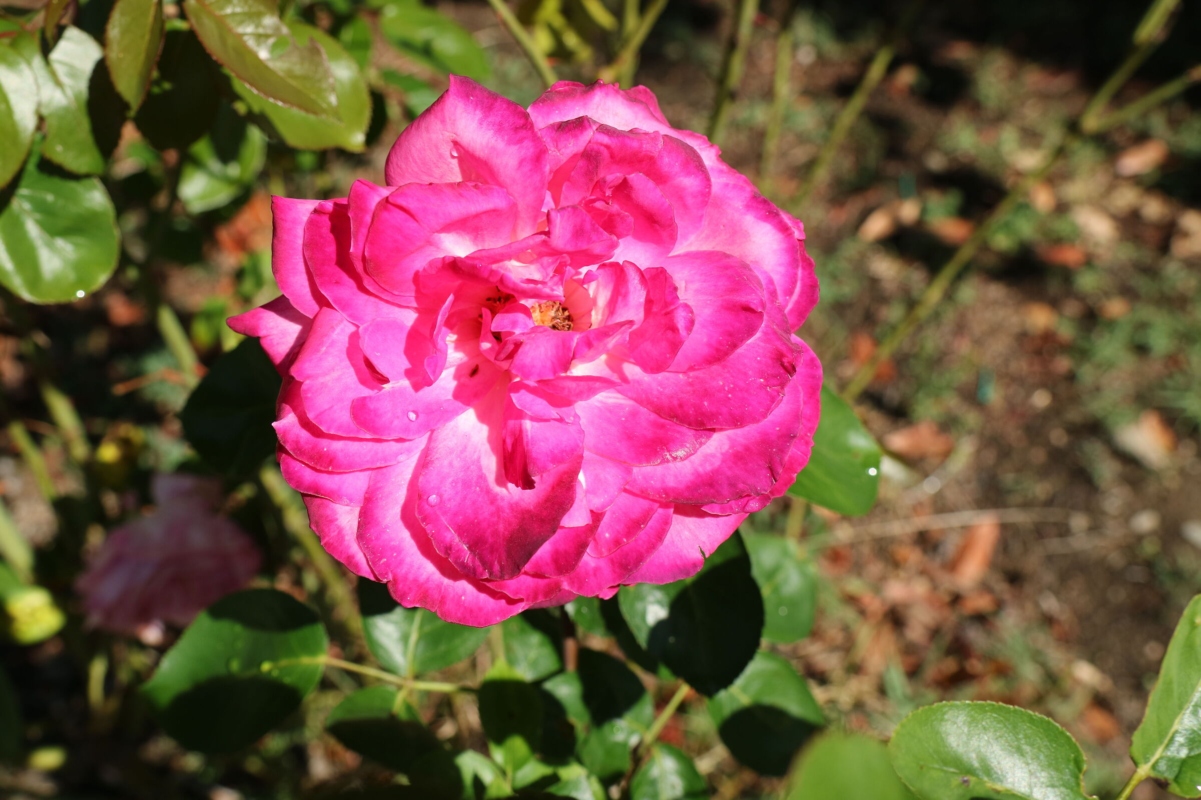 Una rosa vissuta.