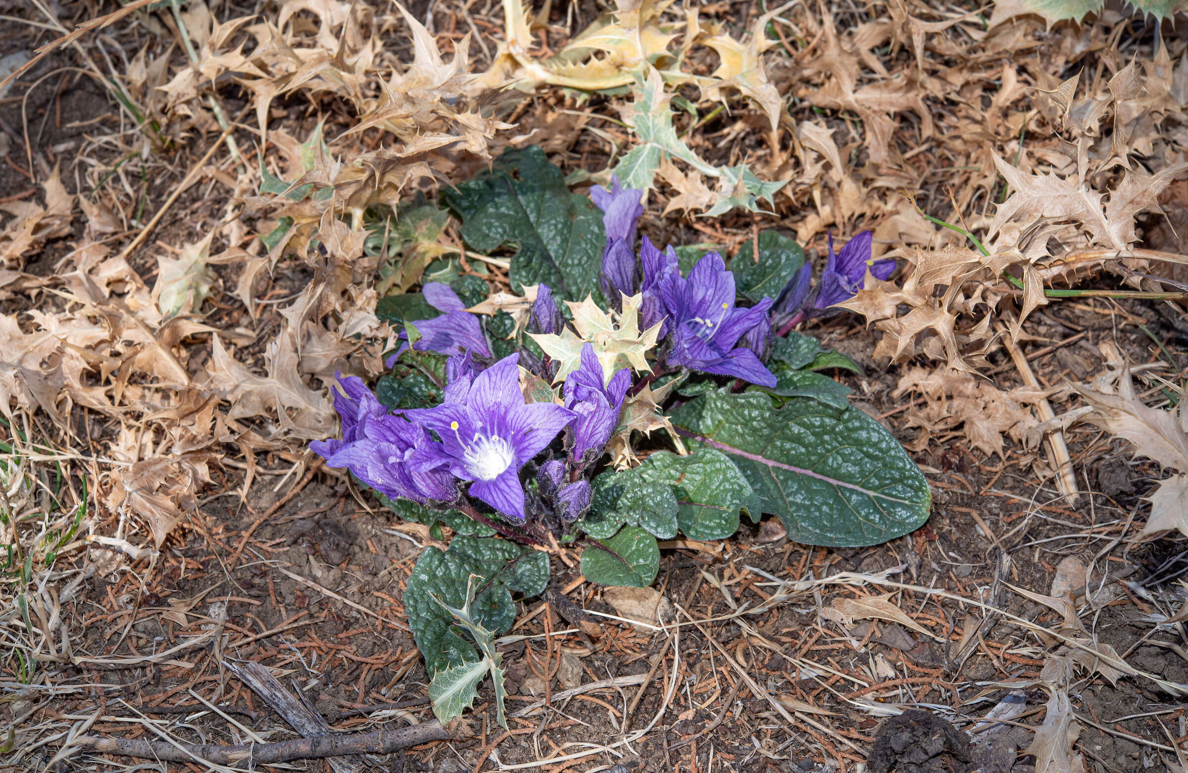 Mandragora autumnalis delle Madonie