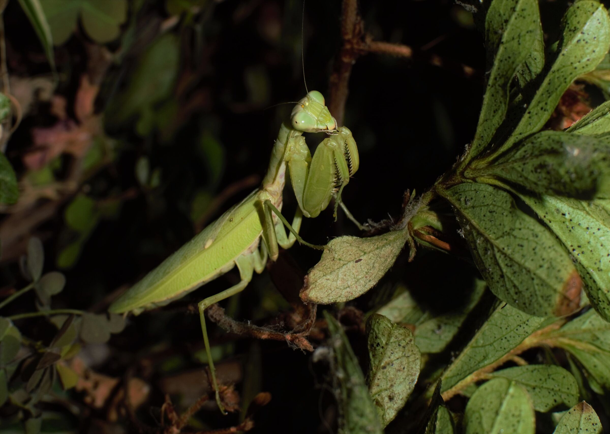 dal profondo della notte