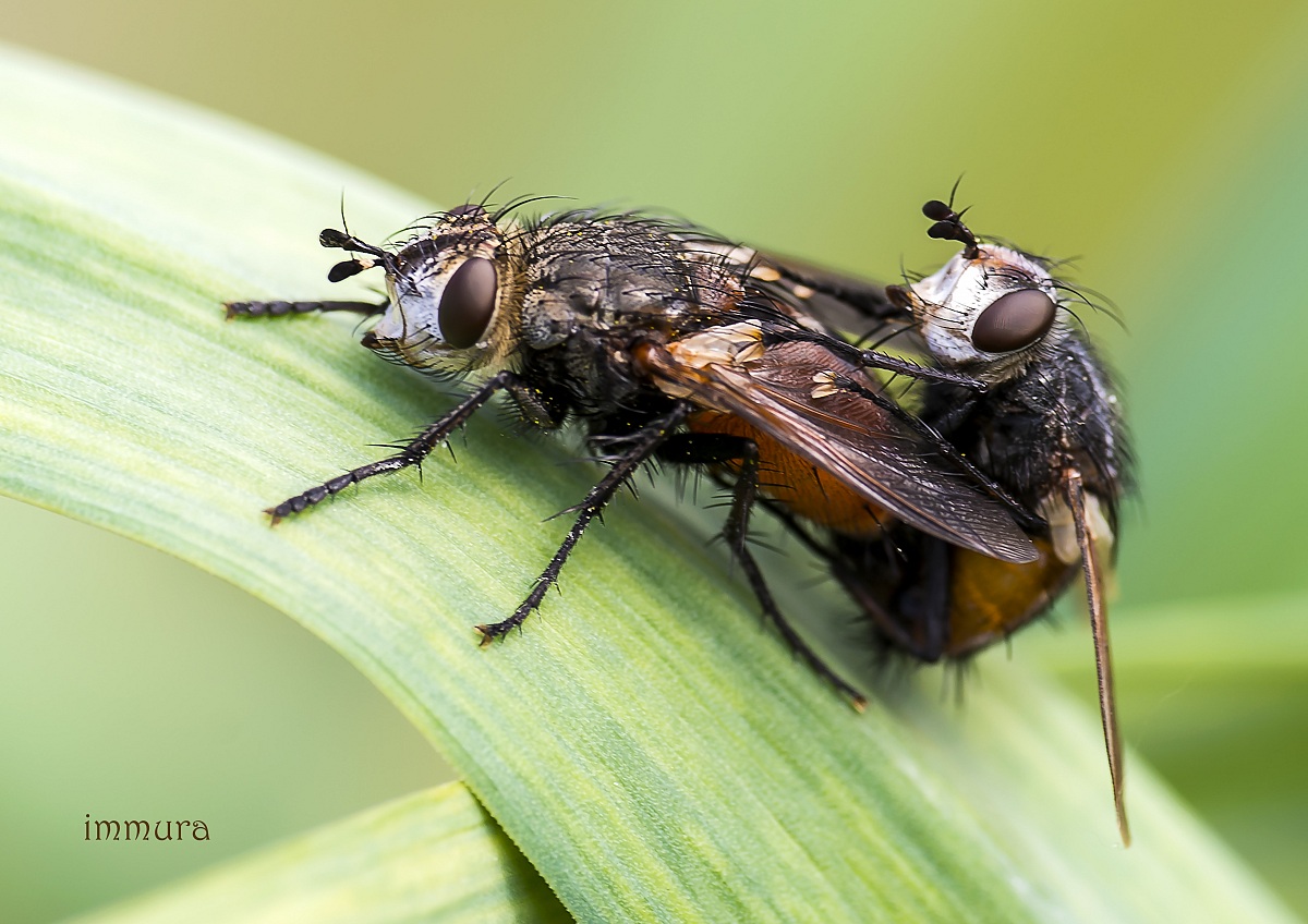 flies in intimacy