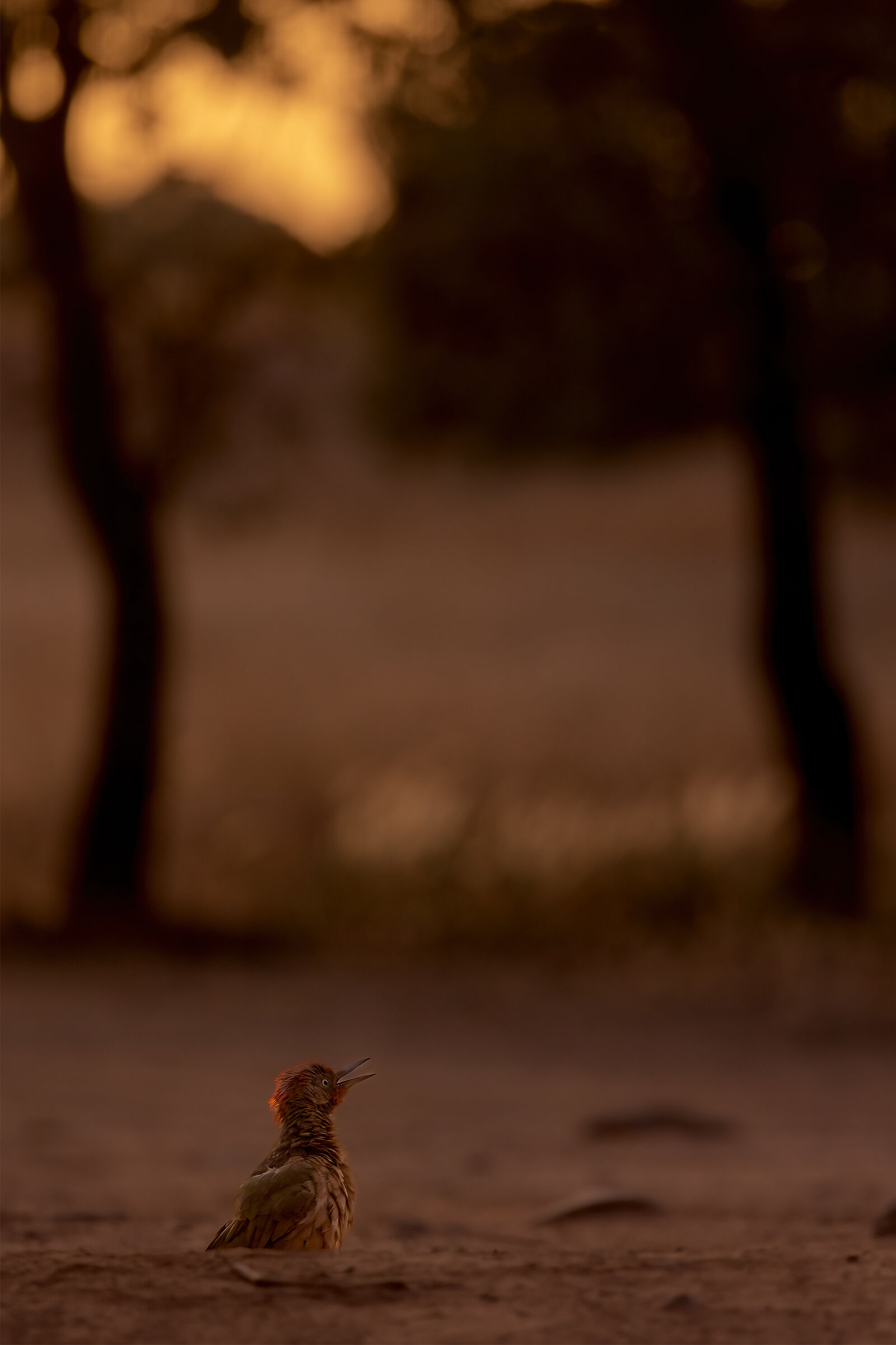 Green woodpecker at sunset