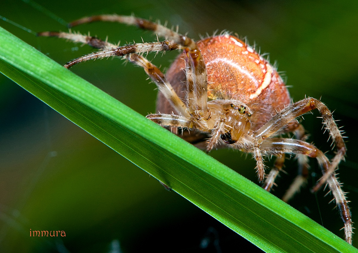 orange spider