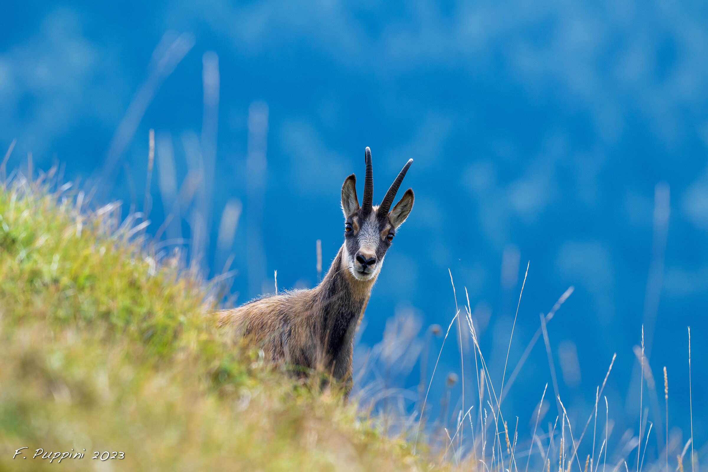Chamois3