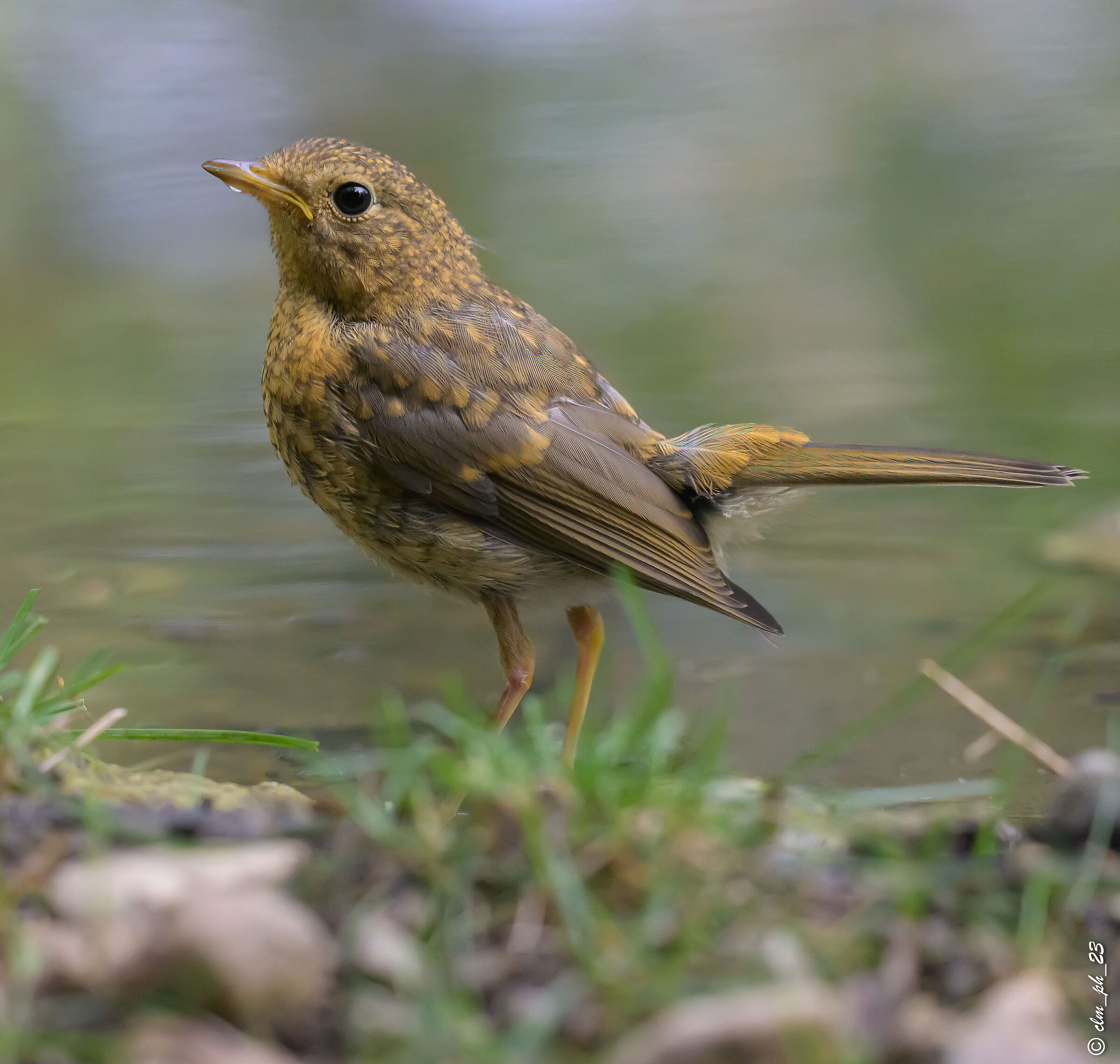 Shed of Monica Pino Torinese