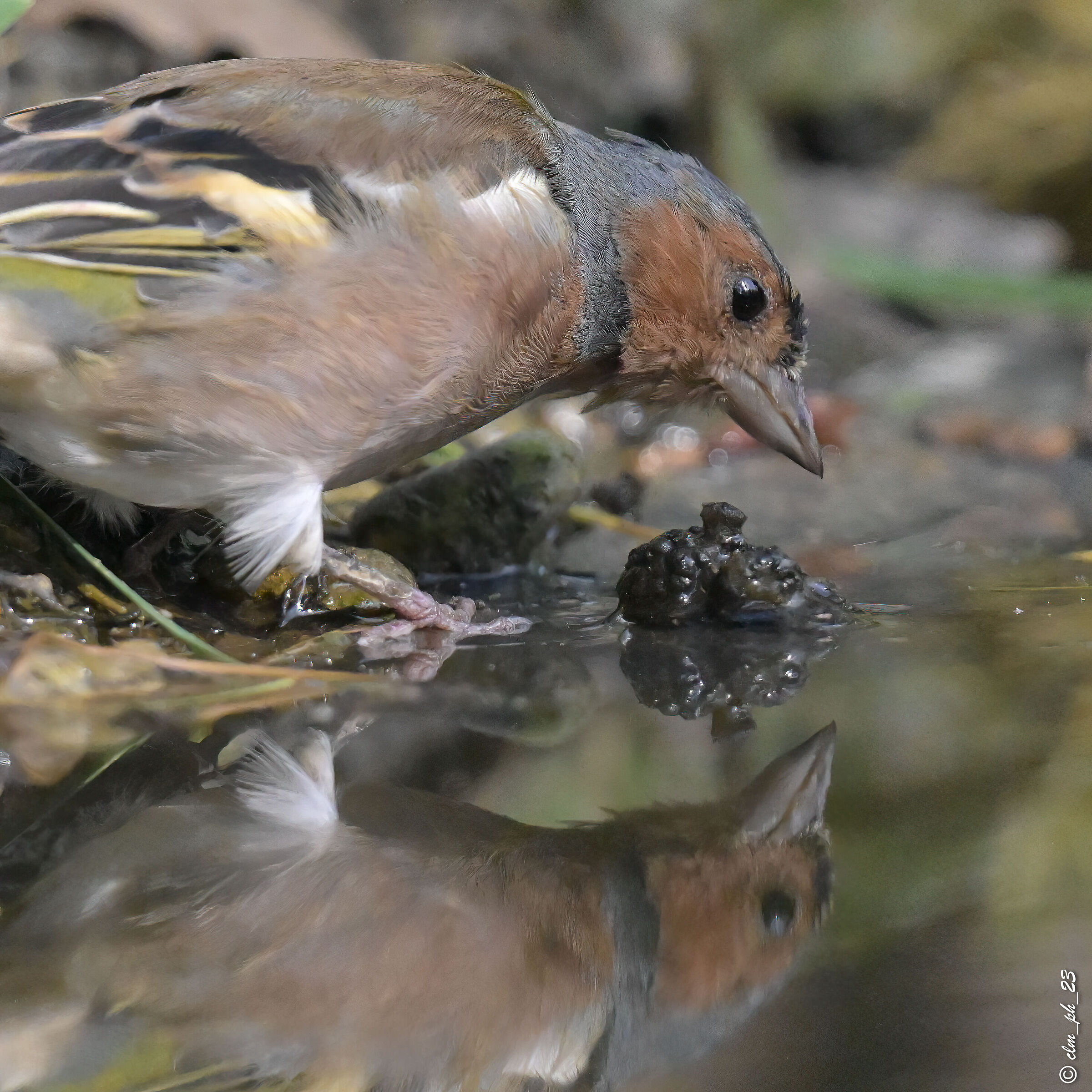 Shed of Monica Pino Torinese