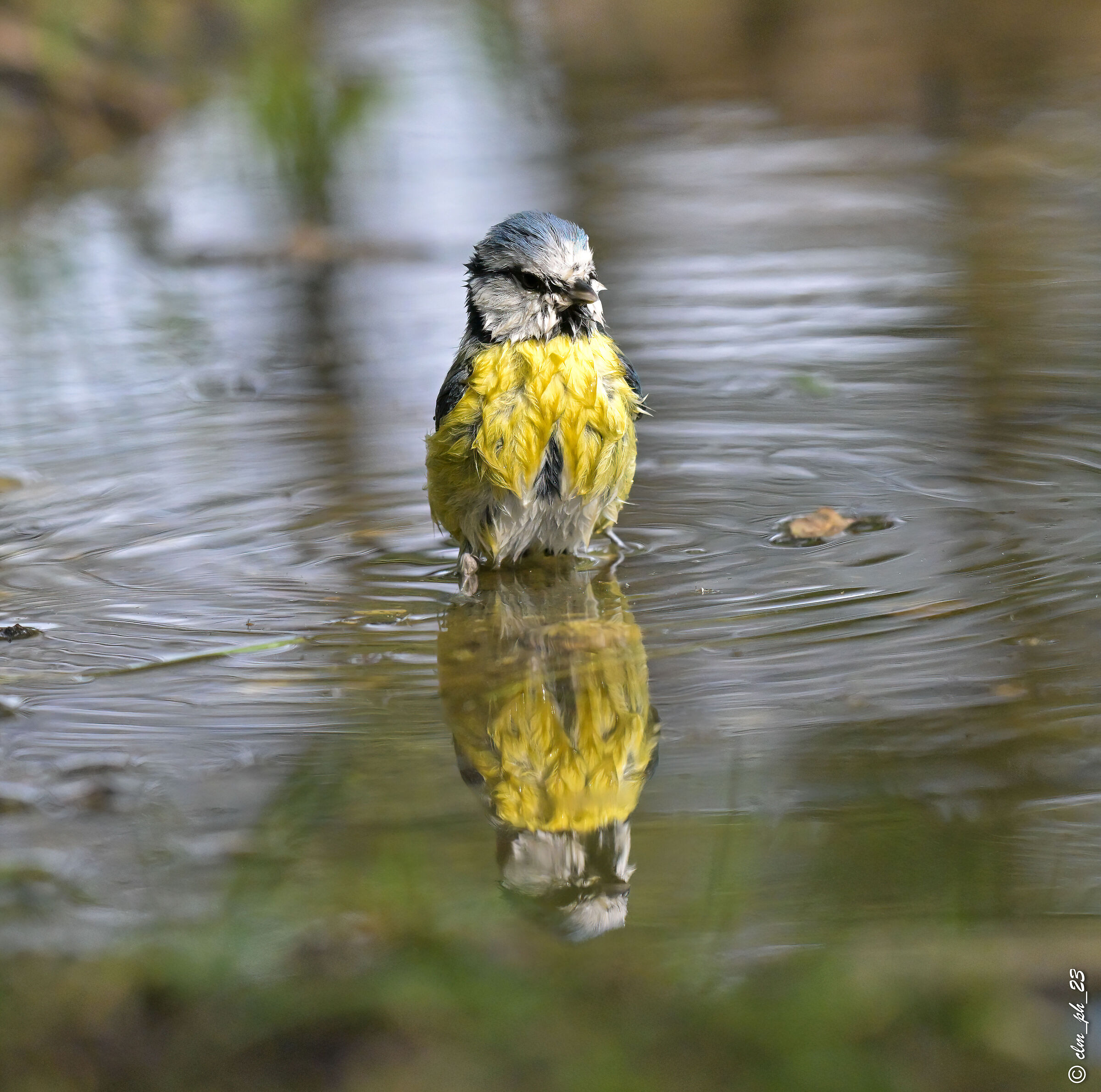 Shed of Monica Pino Torinese