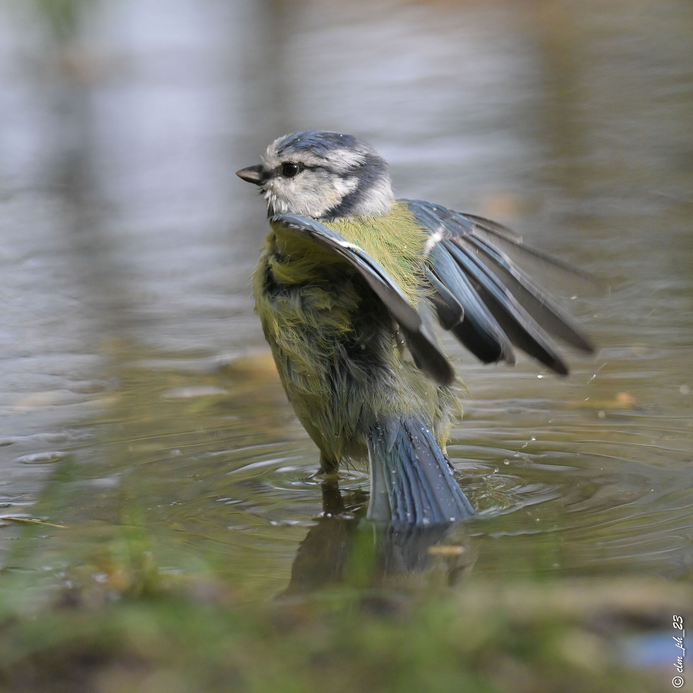 Shed of Monica Pino Torinese
