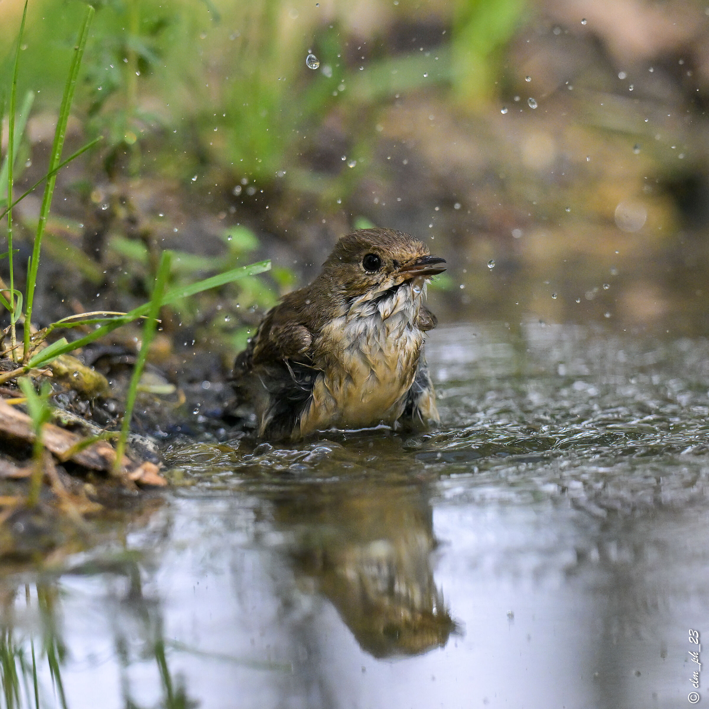 Shed of Monica Pino Torinese