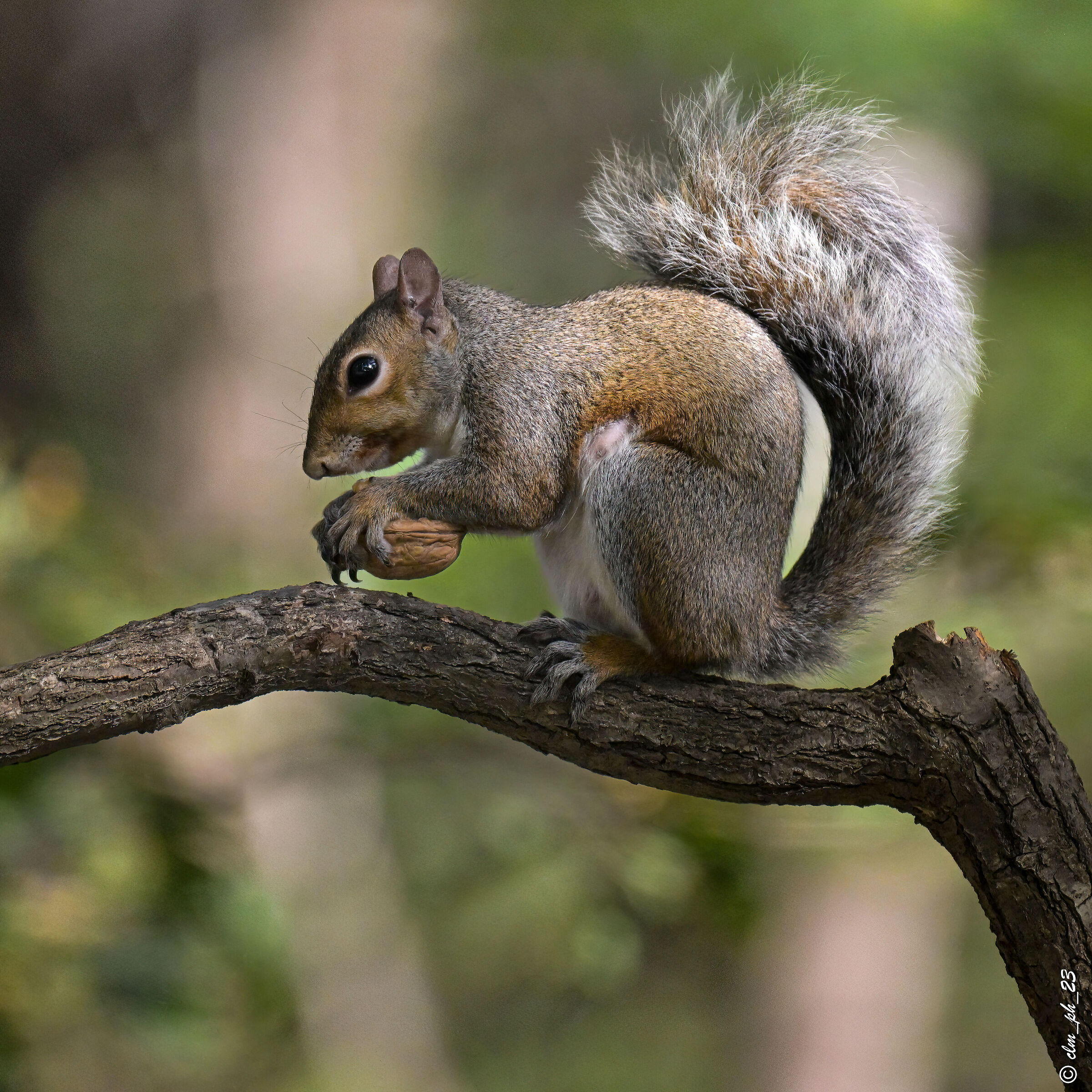 Shed of Monica Pino Torinese