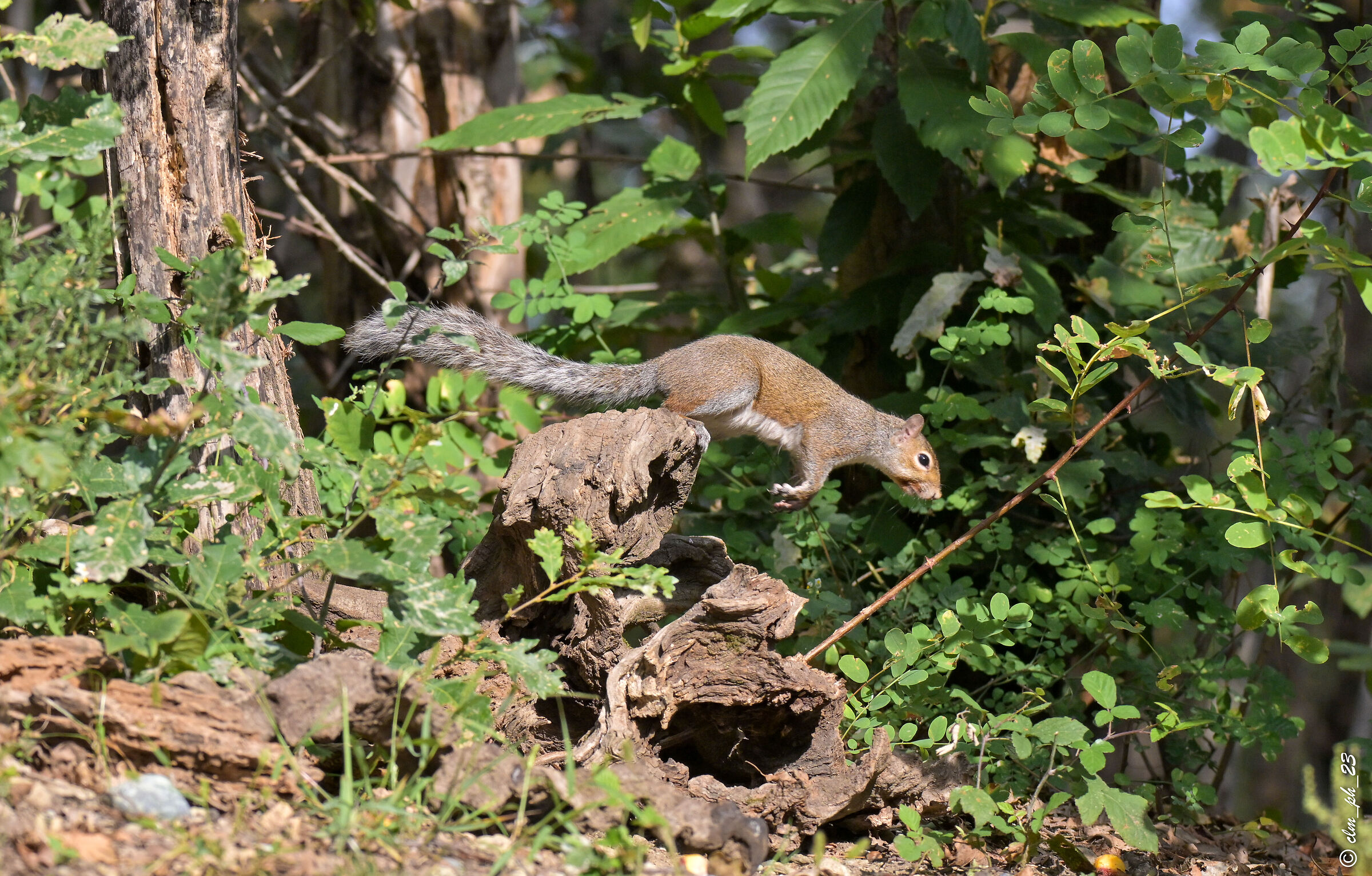 Shed of Monica Pino Torinese