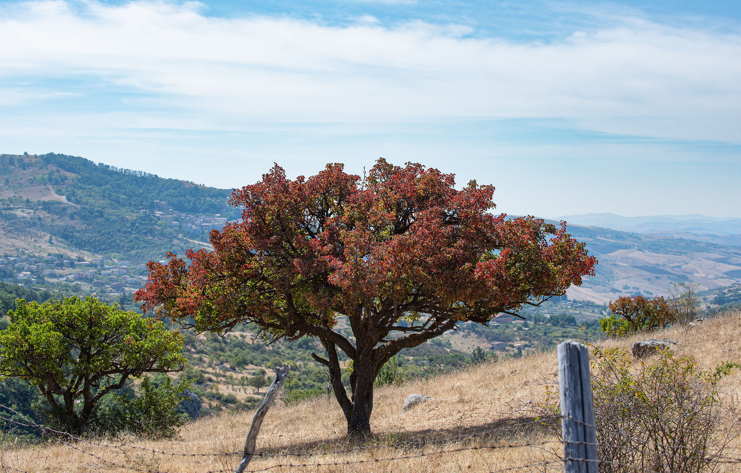 First autumn hints of San Brancato