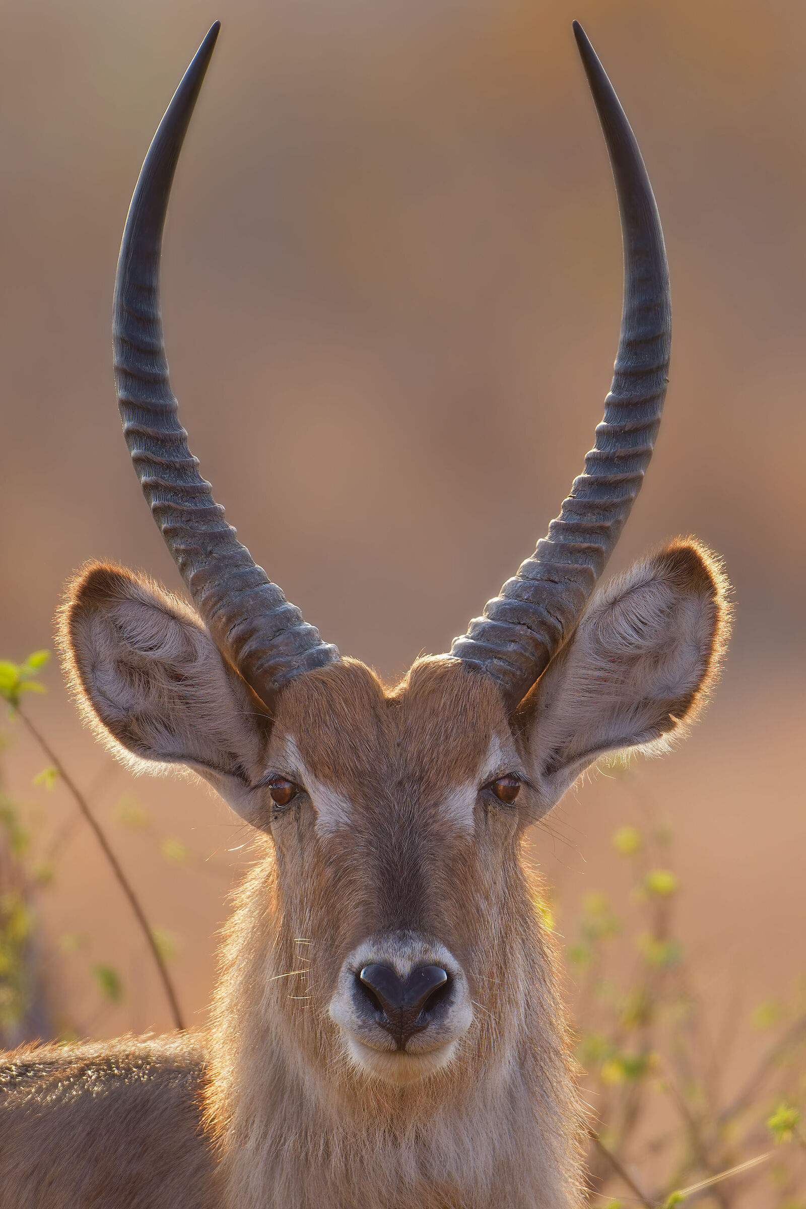 WATERBUCK (M)