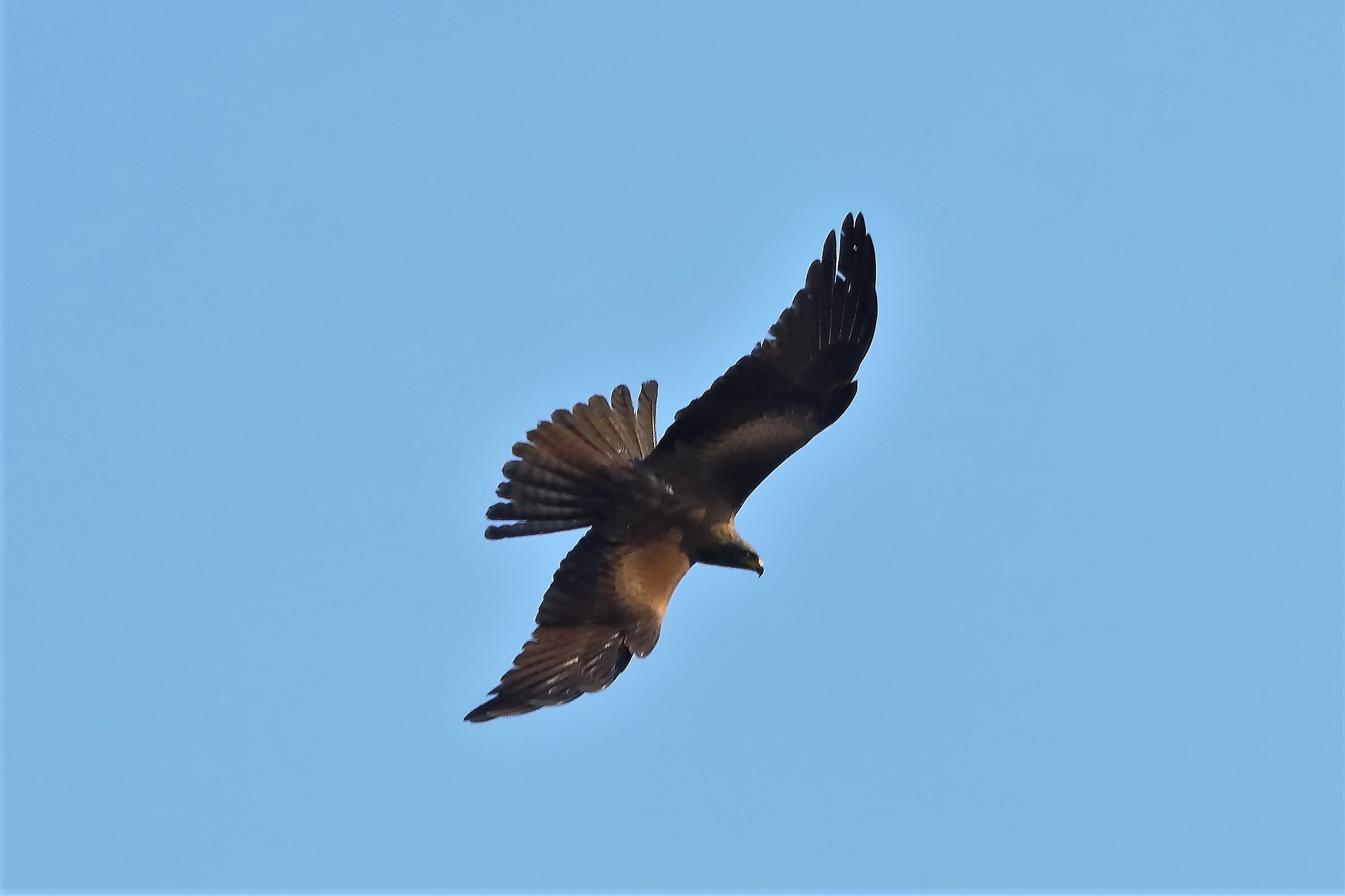 Nibbio bruno 18-04-2023