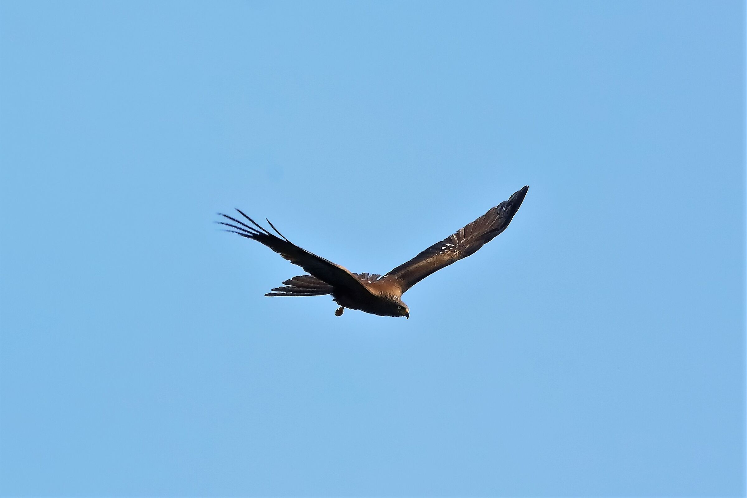 Nibbio bruno 18-04-2023