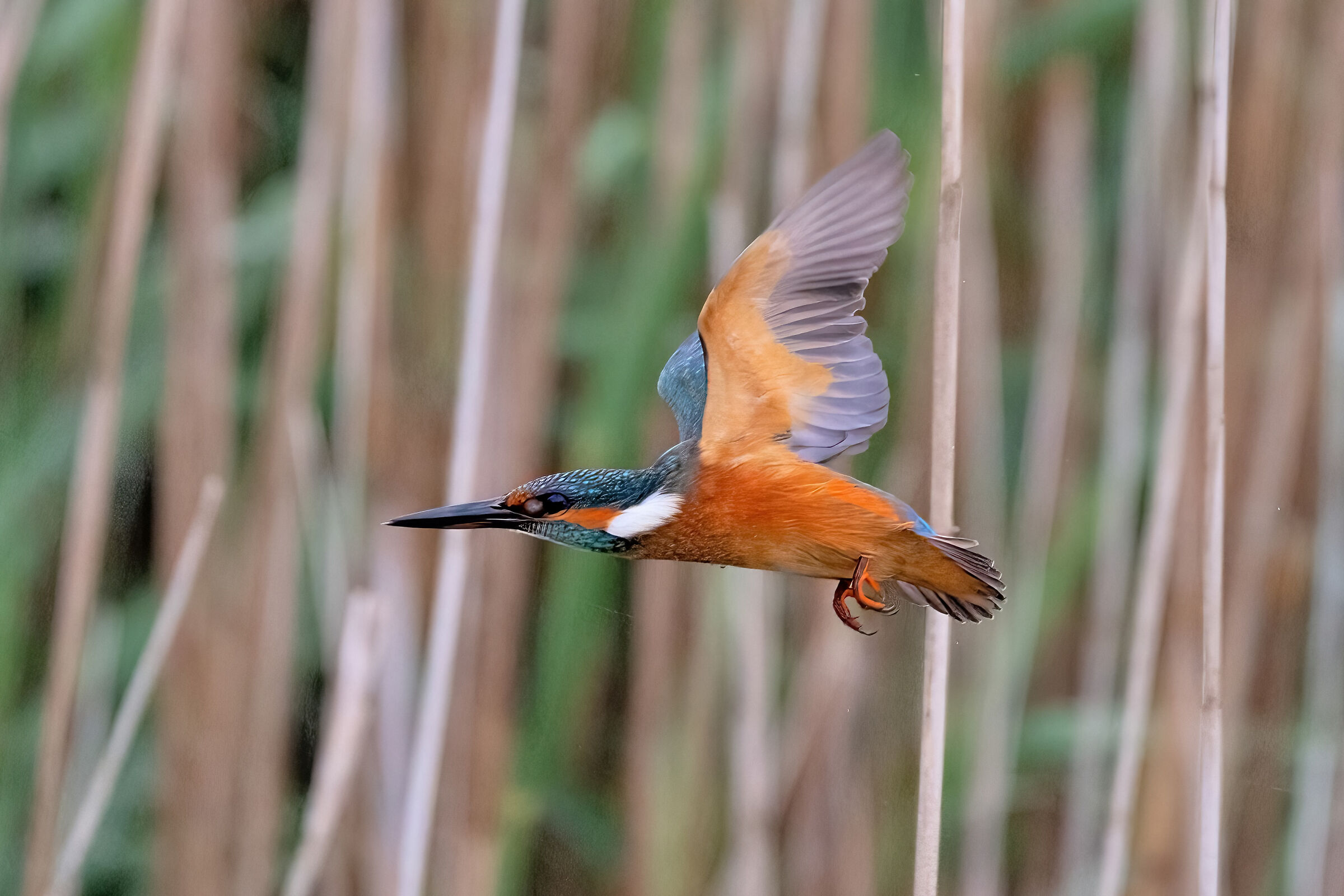 Kingfisher