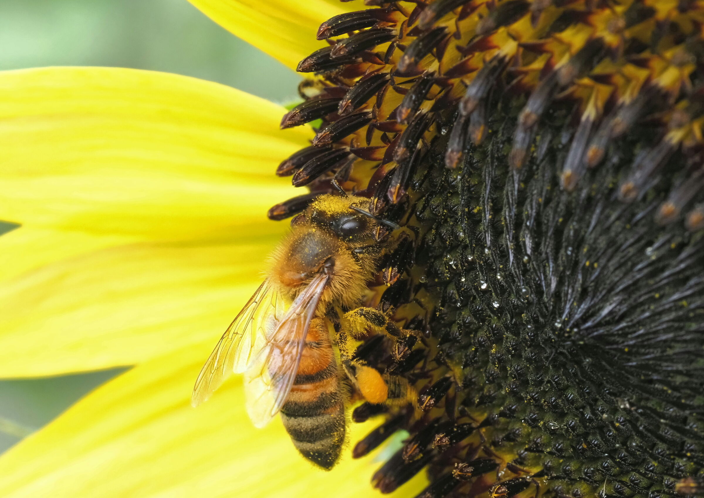 Girasole