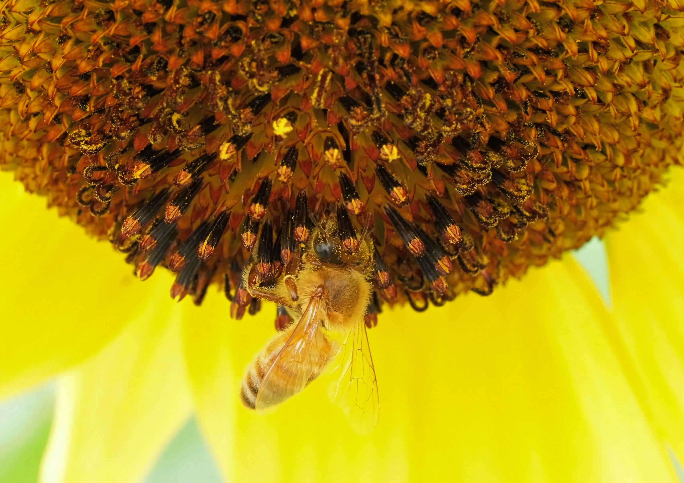 Girasole 2