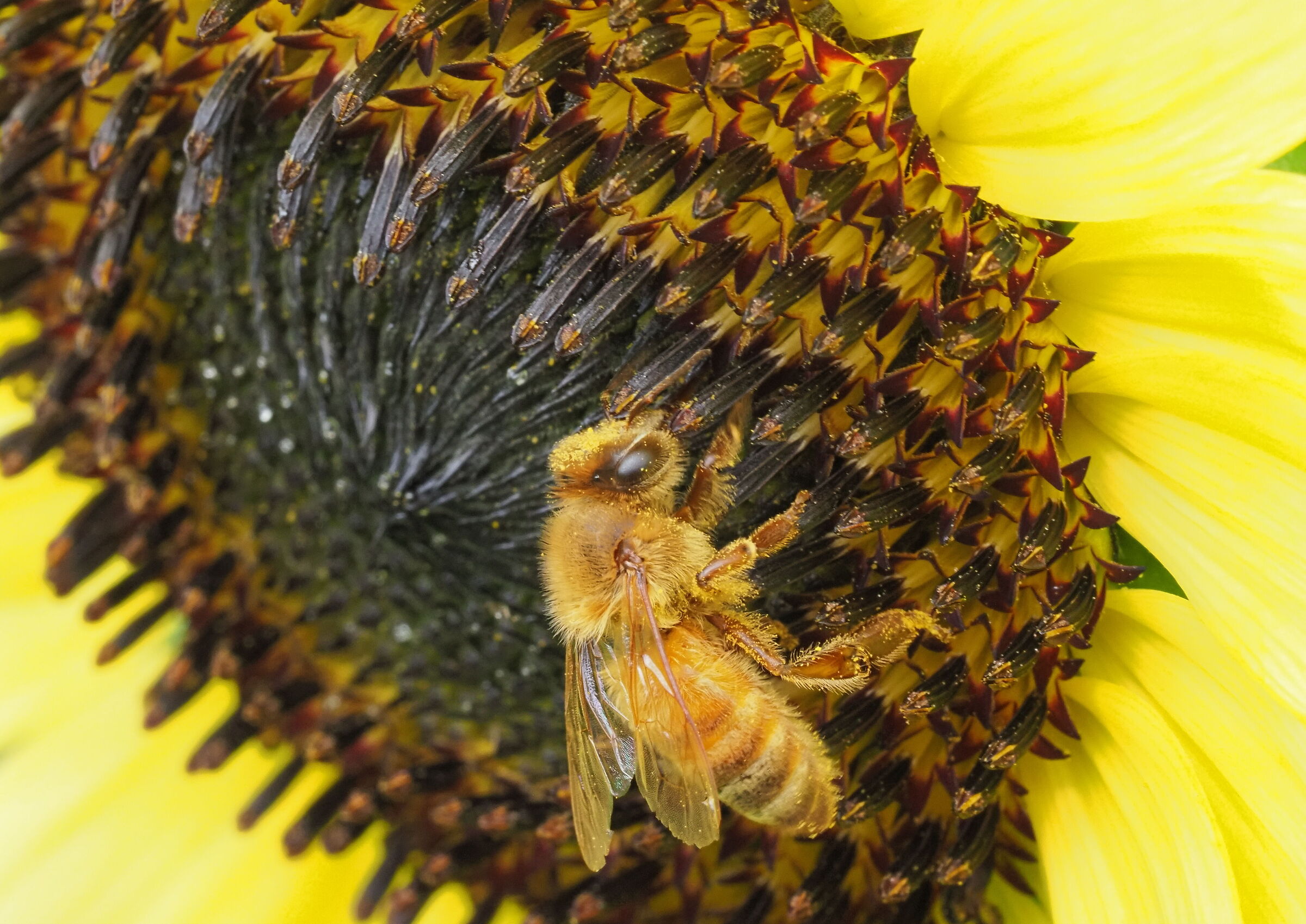 Girasole 3