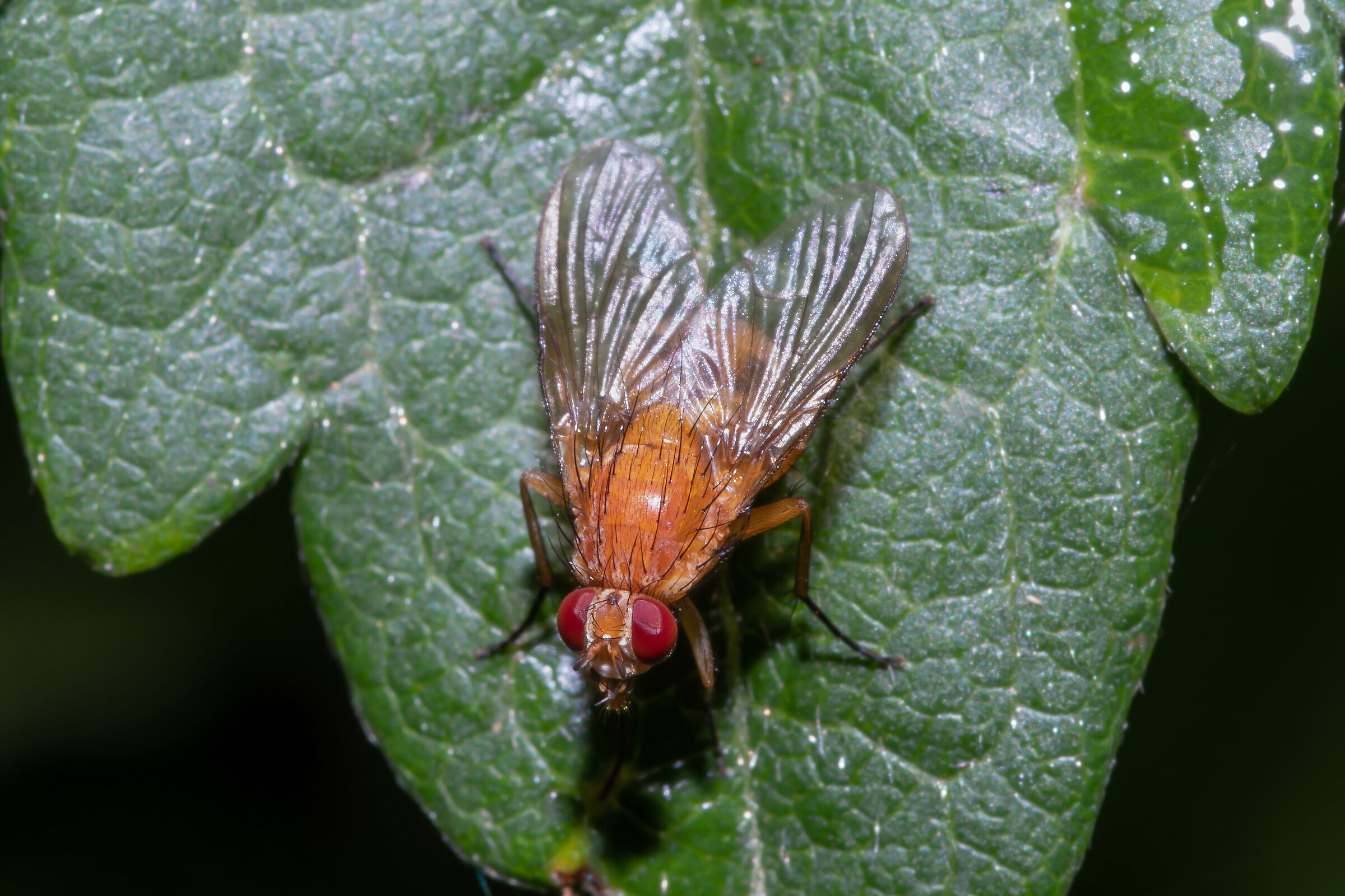 Pegomya testacea