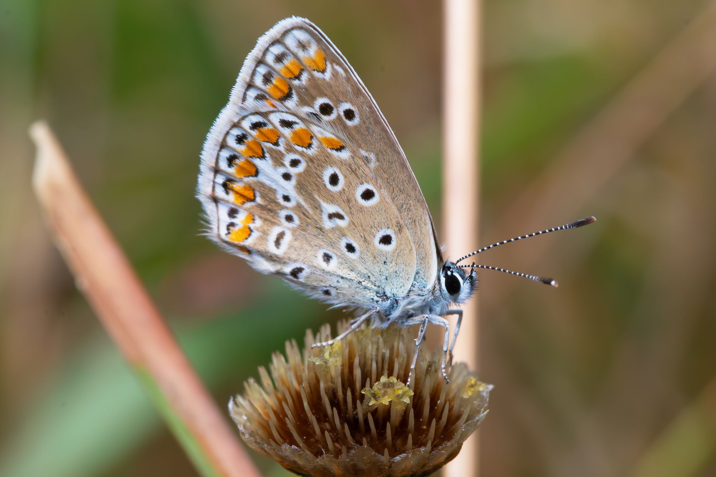 Polyommatus icarus