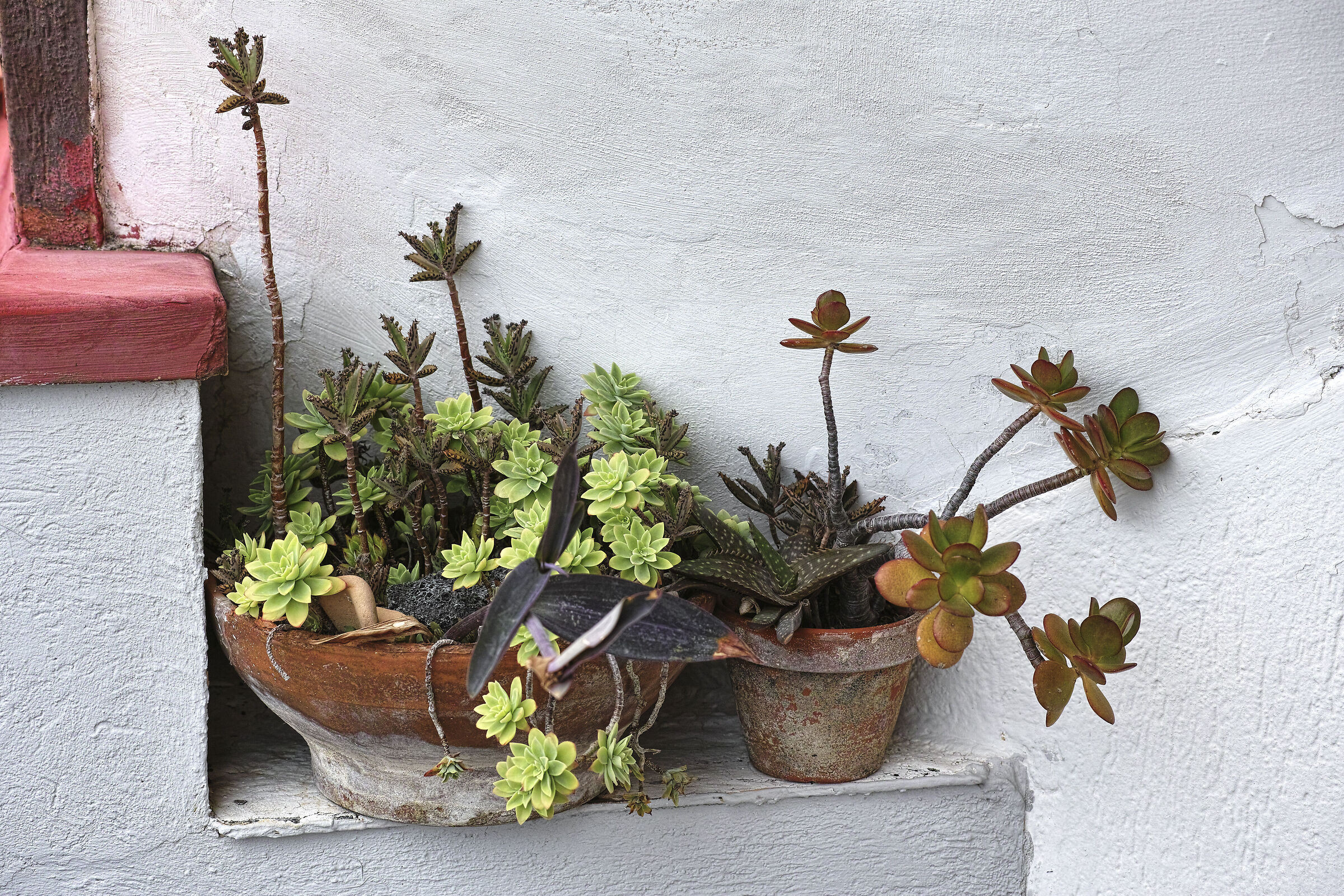 Piante grasse a dieta...