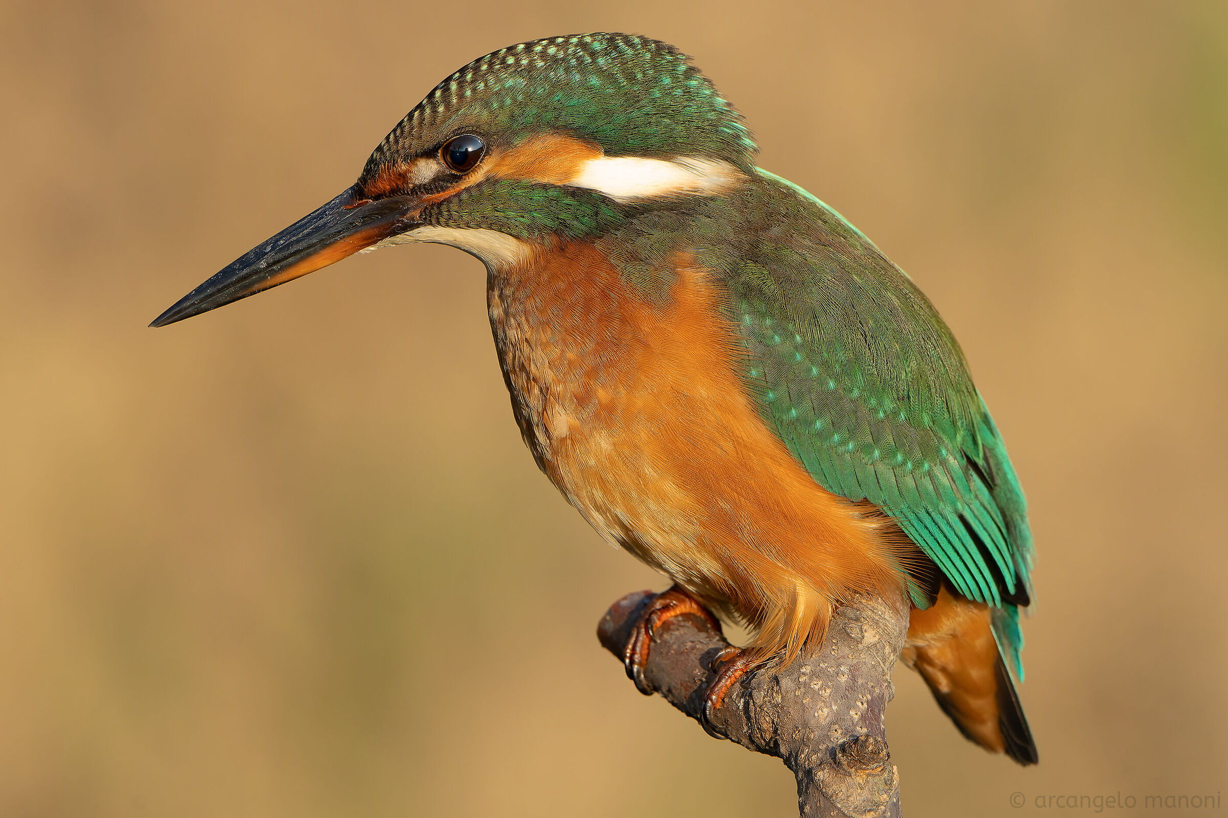 Una martina da vicino