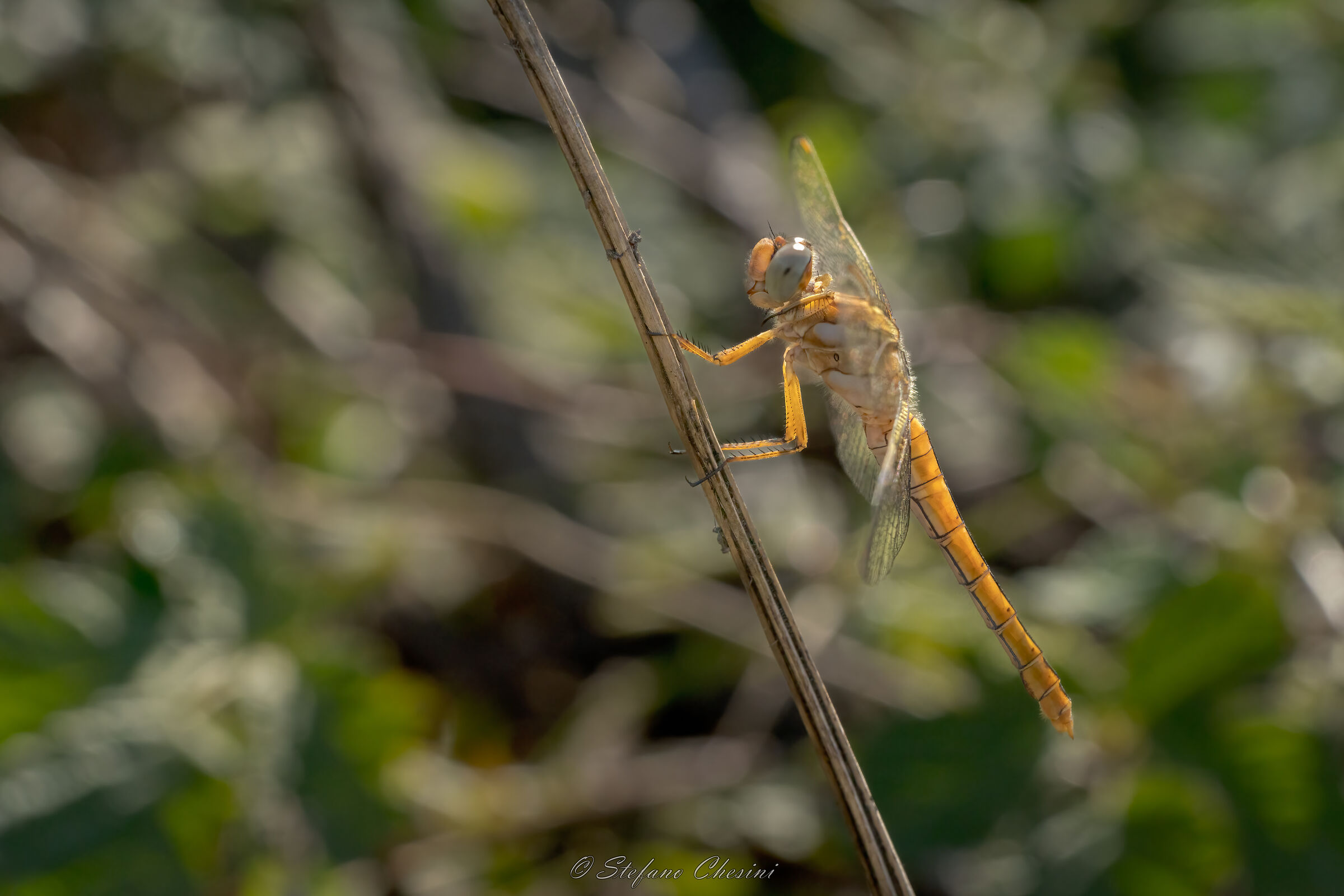 Libellula d'oro