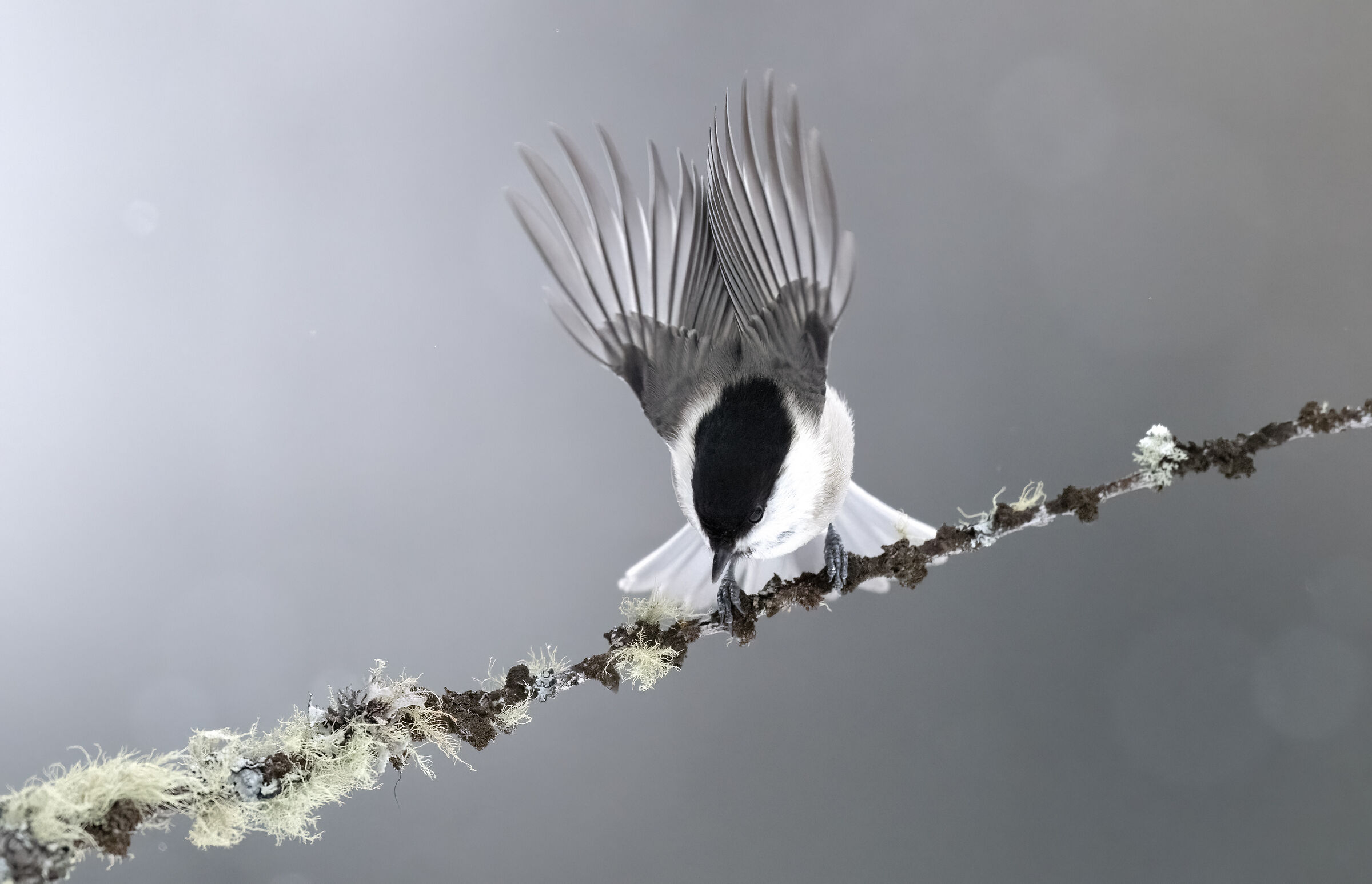 Blackberry about to fly