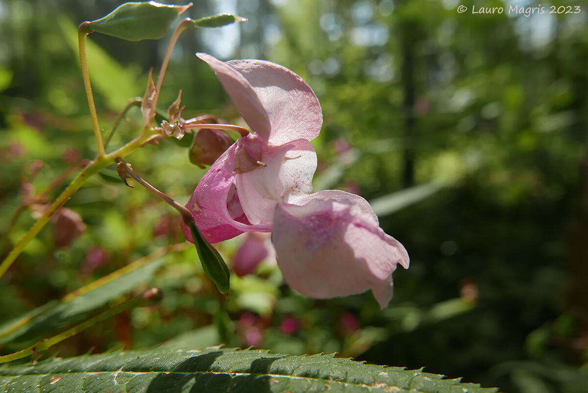 Balsamina ghiandolosa