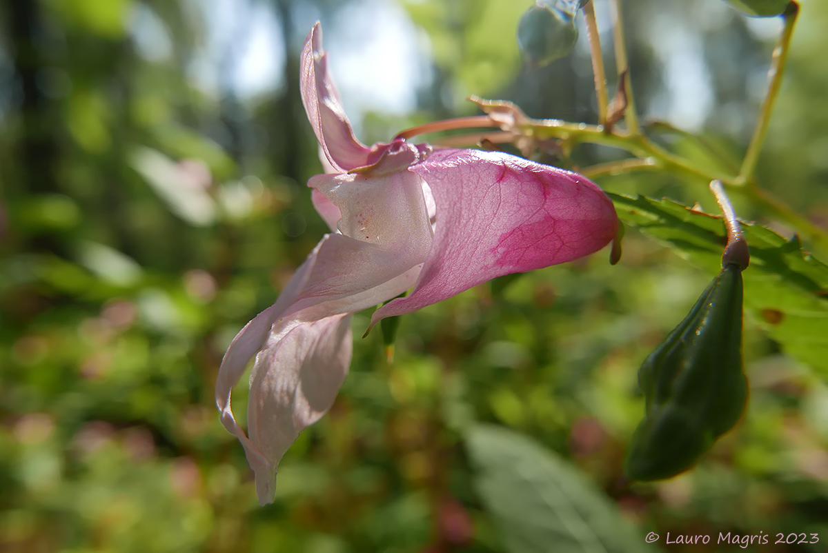 Impatiens glandulifera
