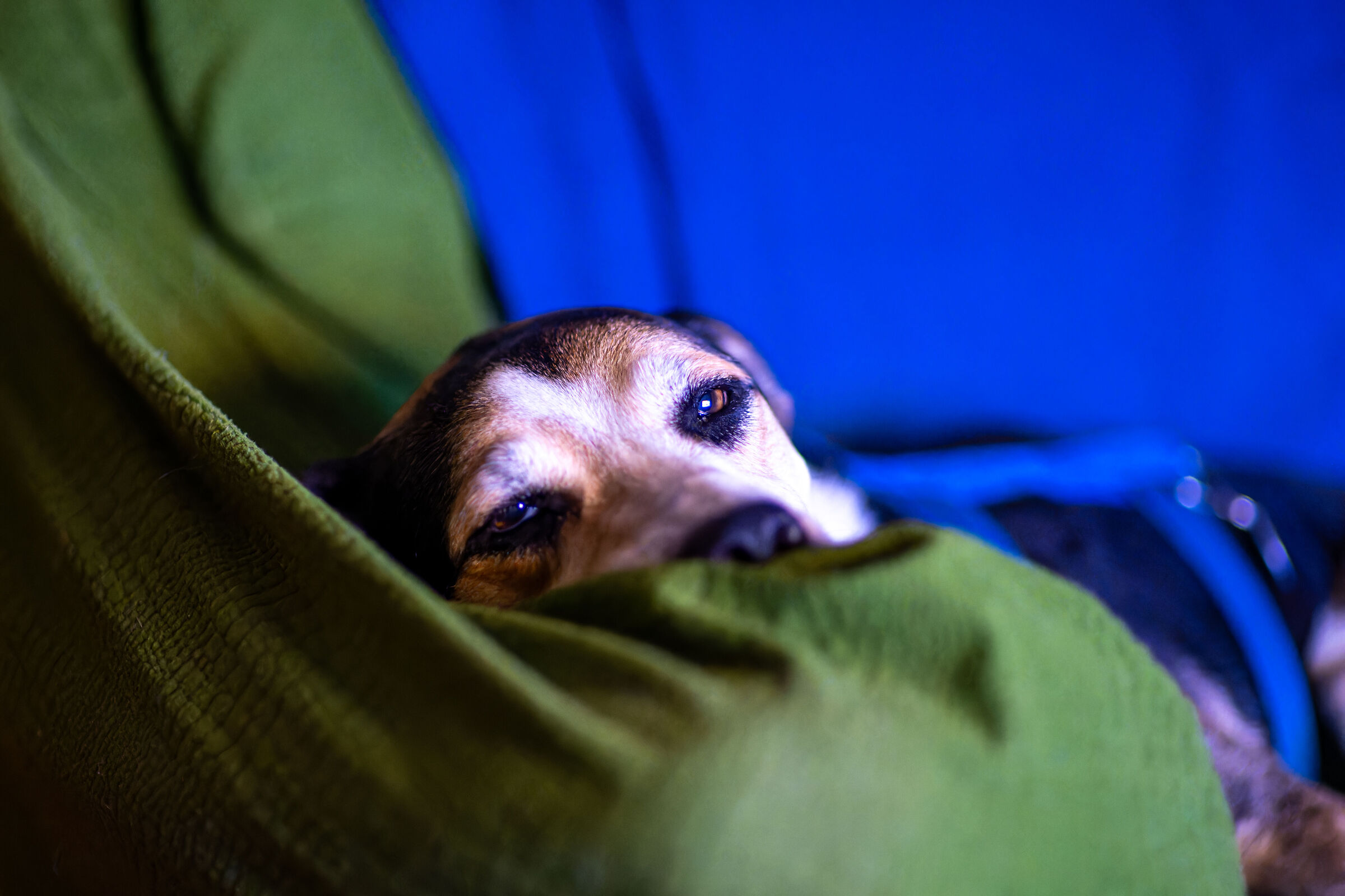 Loompa falls asleep watching tennis