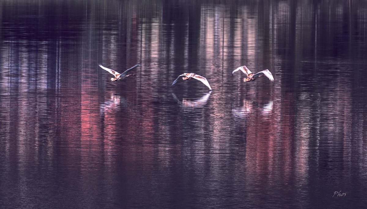 Riflessione di un volo