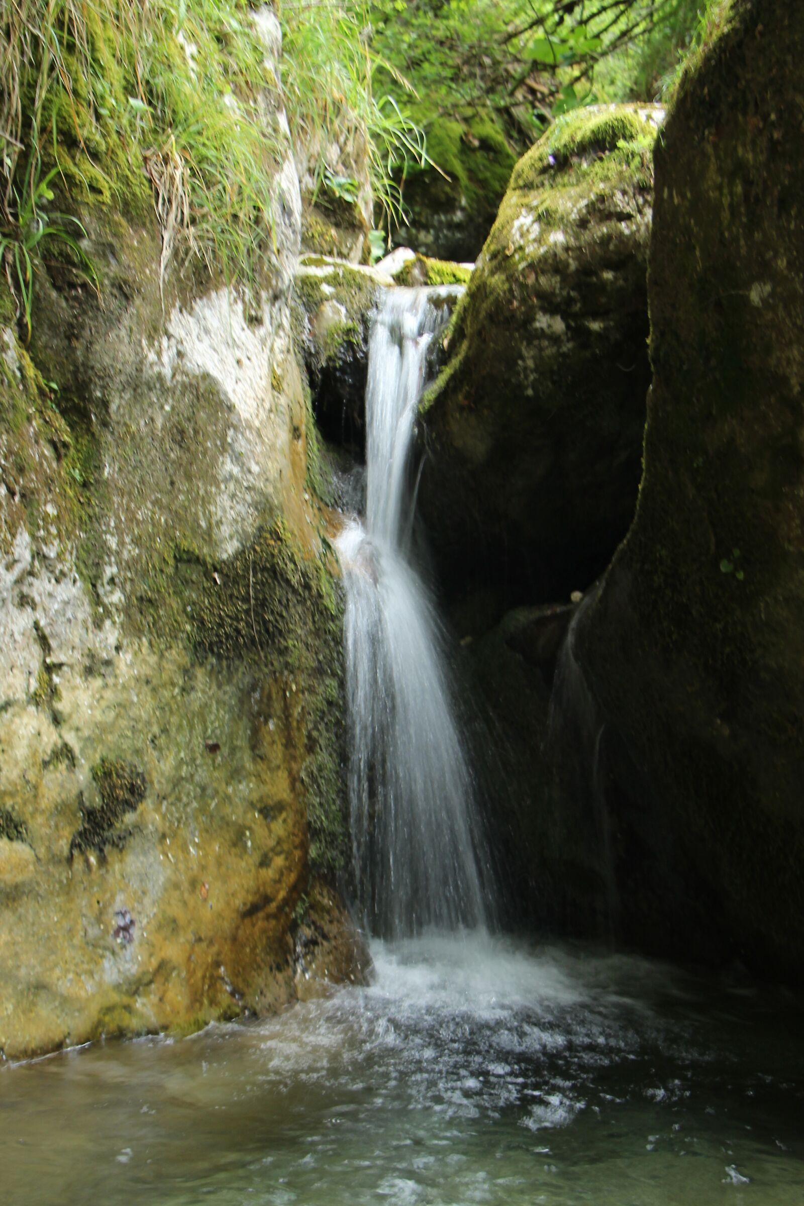 Nel bosco