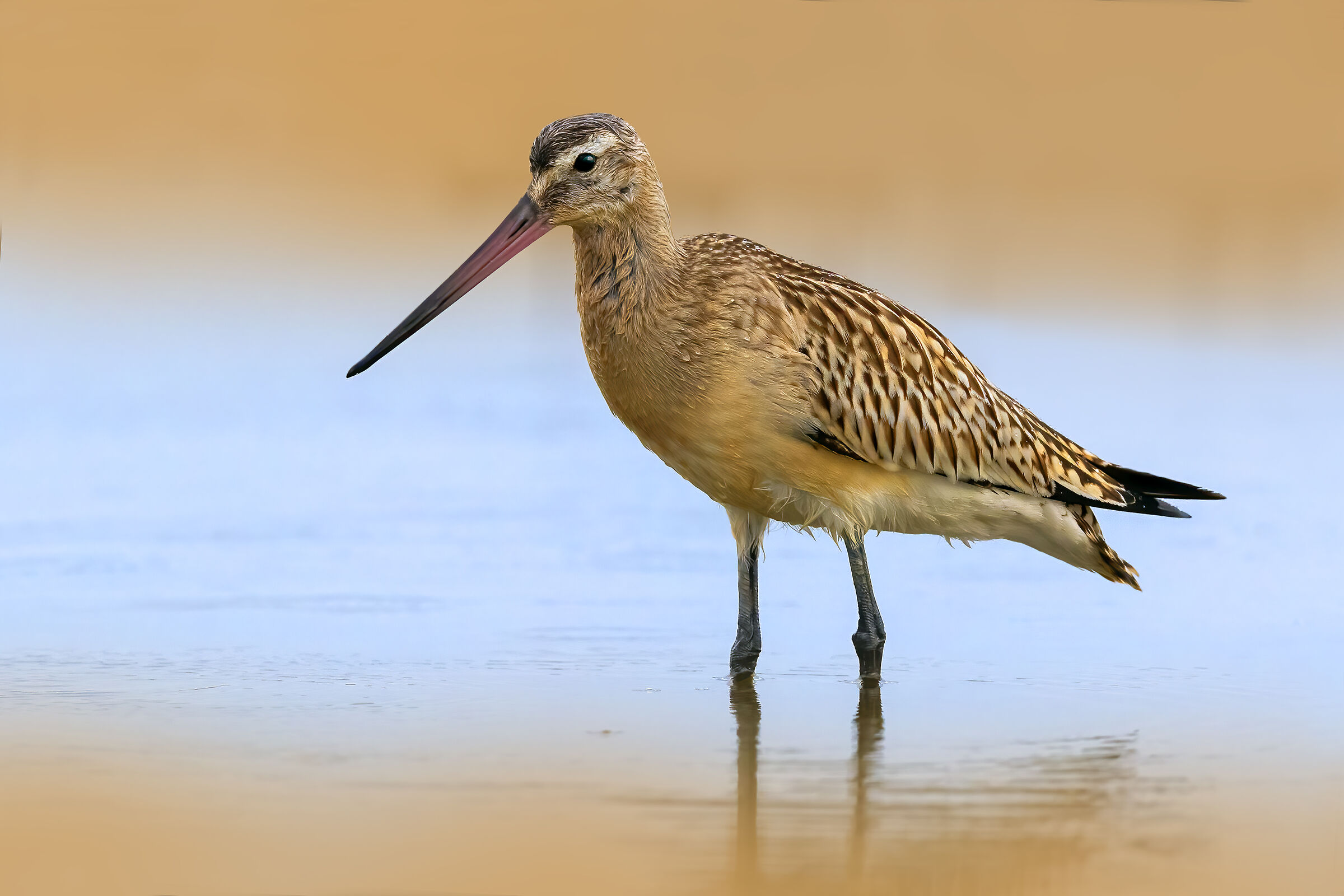 Bar-tailed godwit