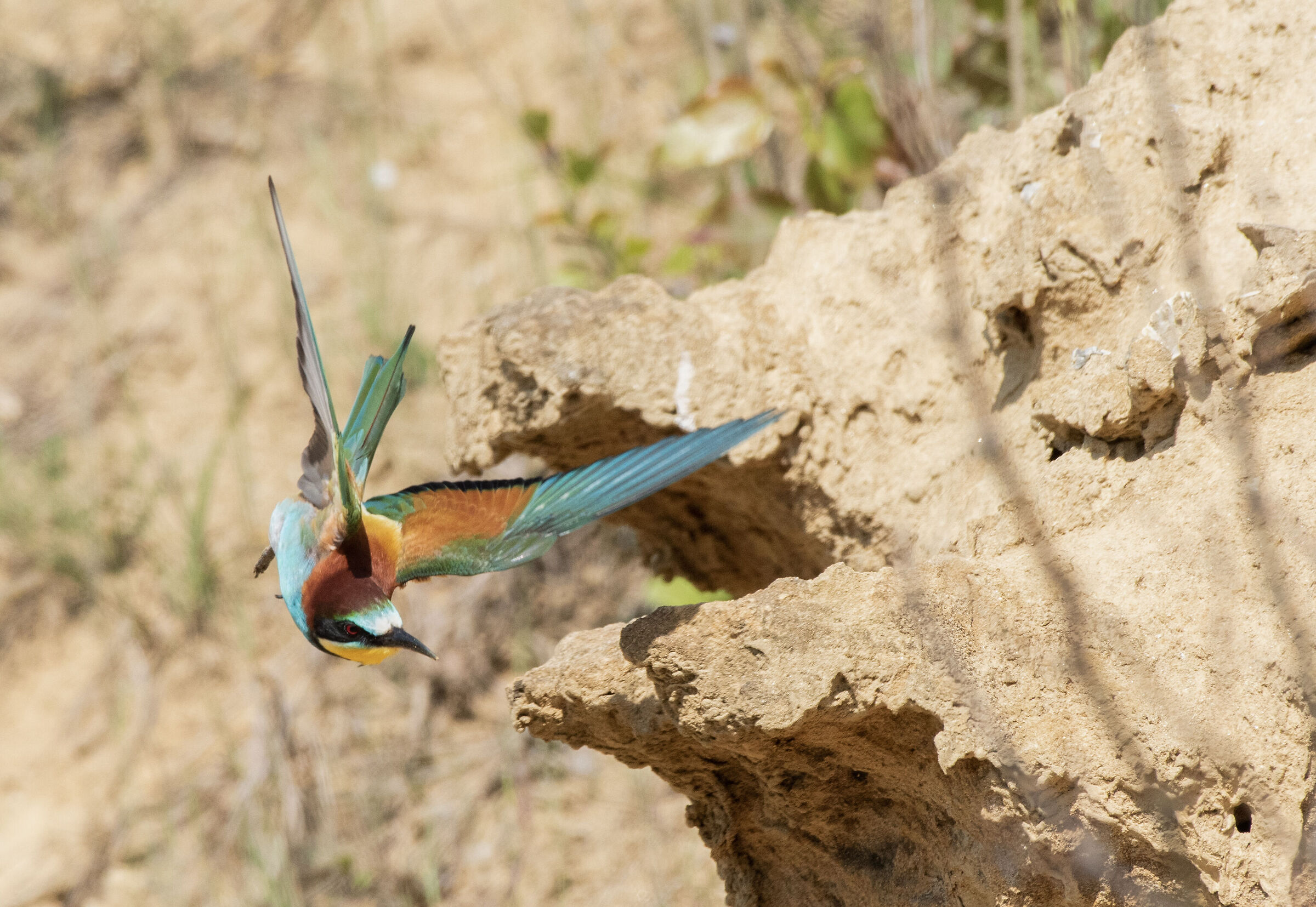 bee-eater