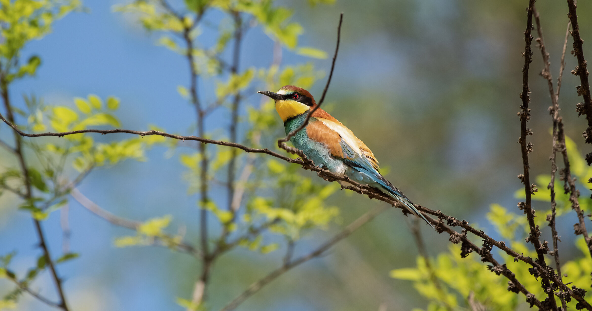 bee-eater