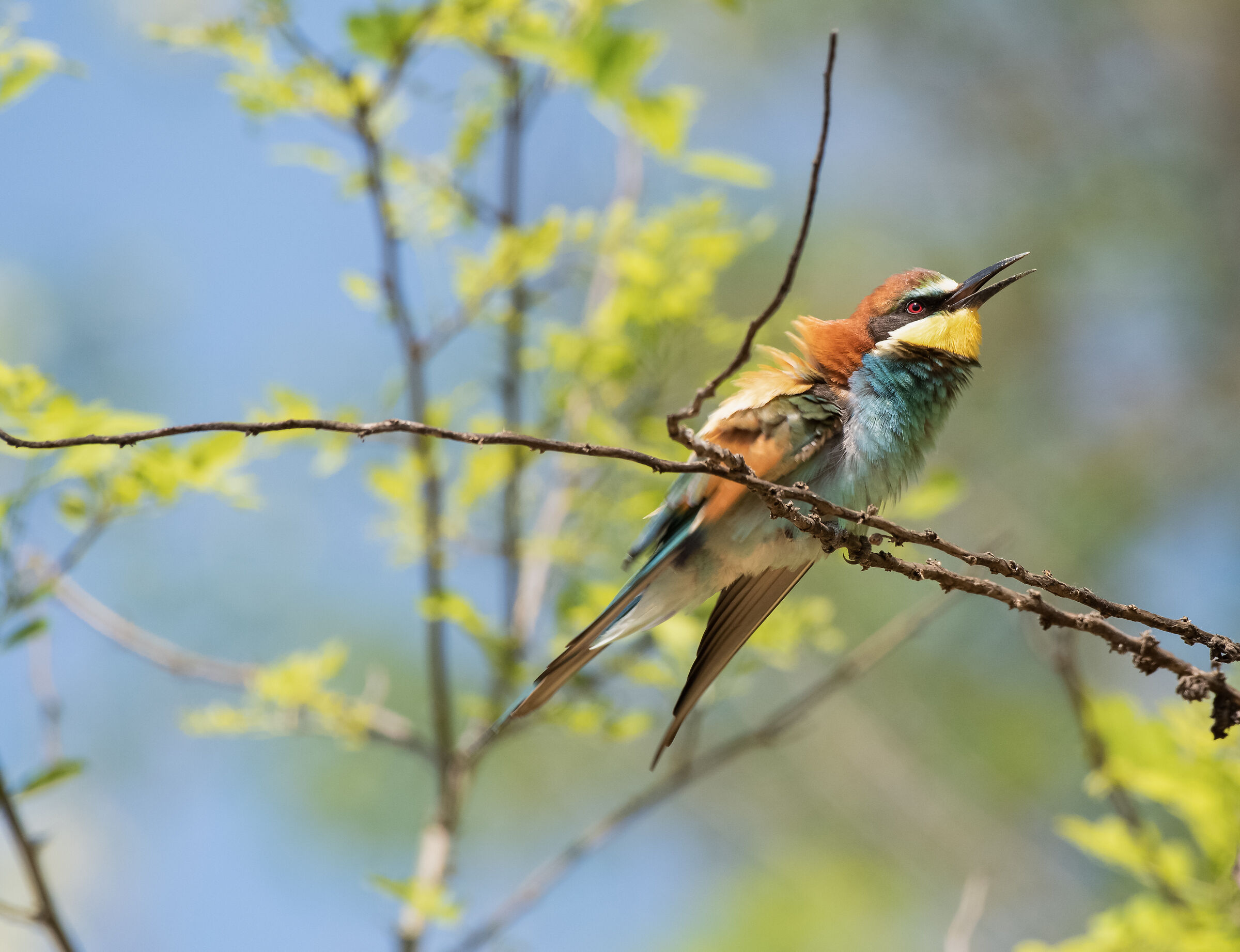 bee-eater