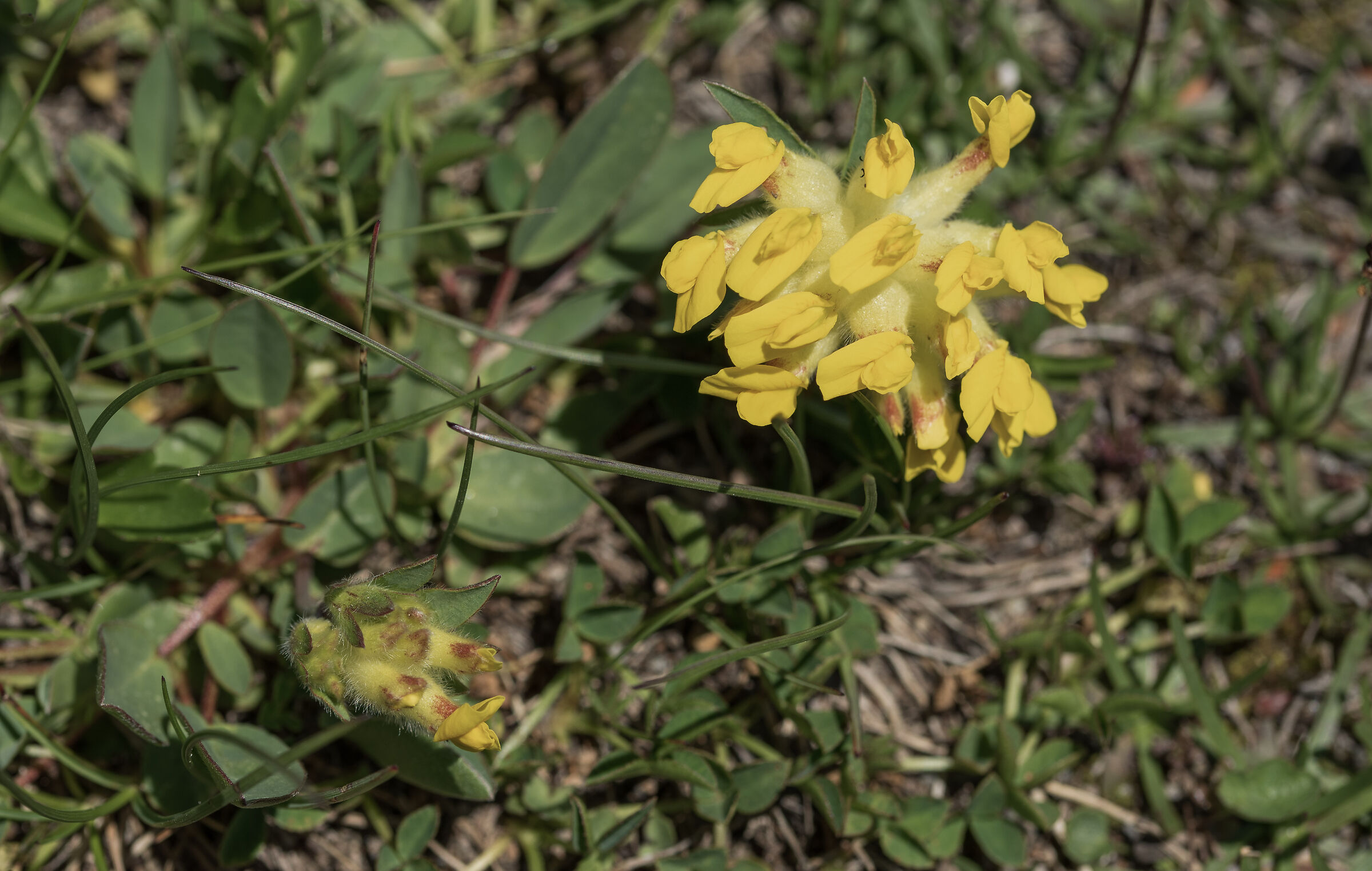 Antillis anthyllis vulneraria