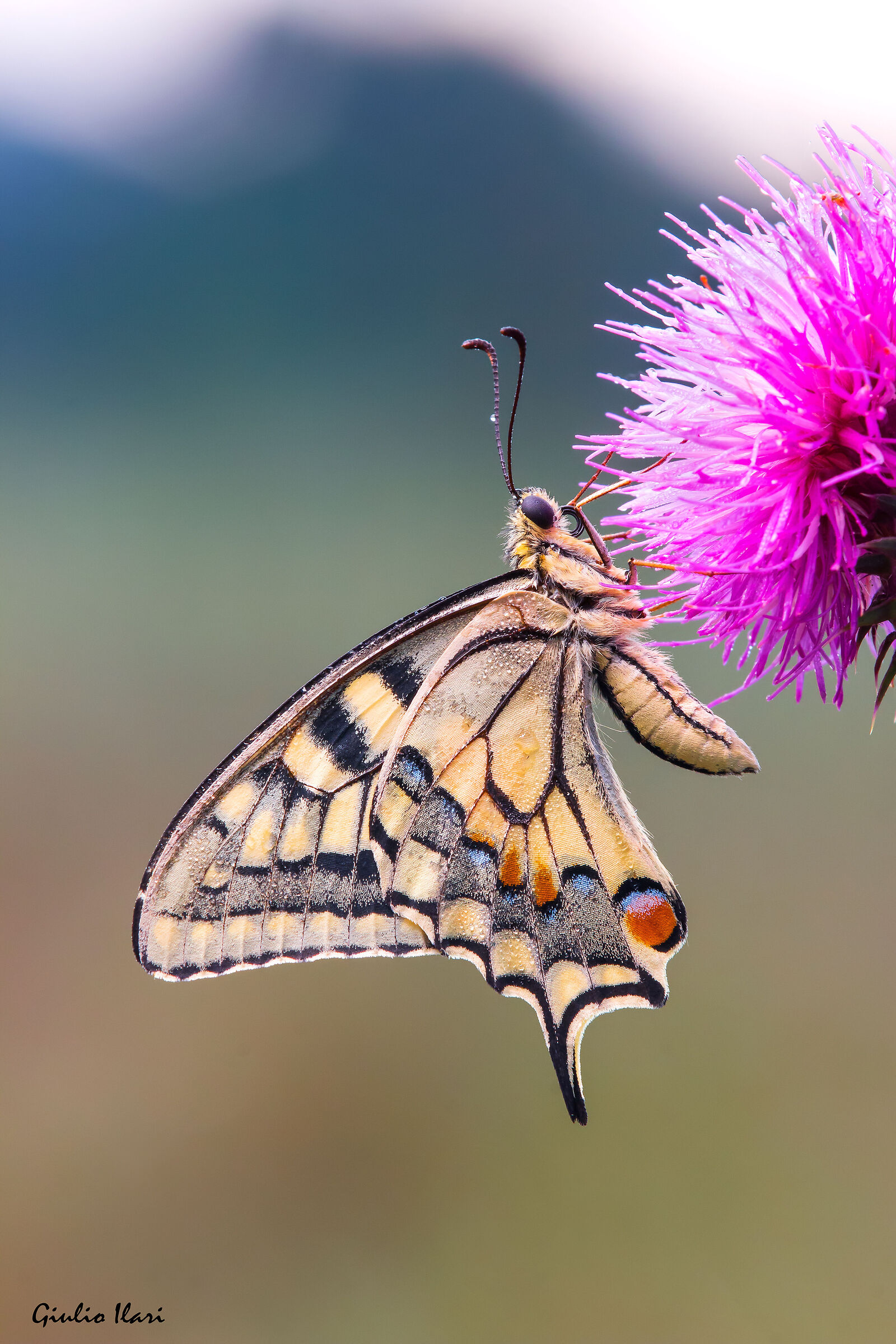 Swallowtail