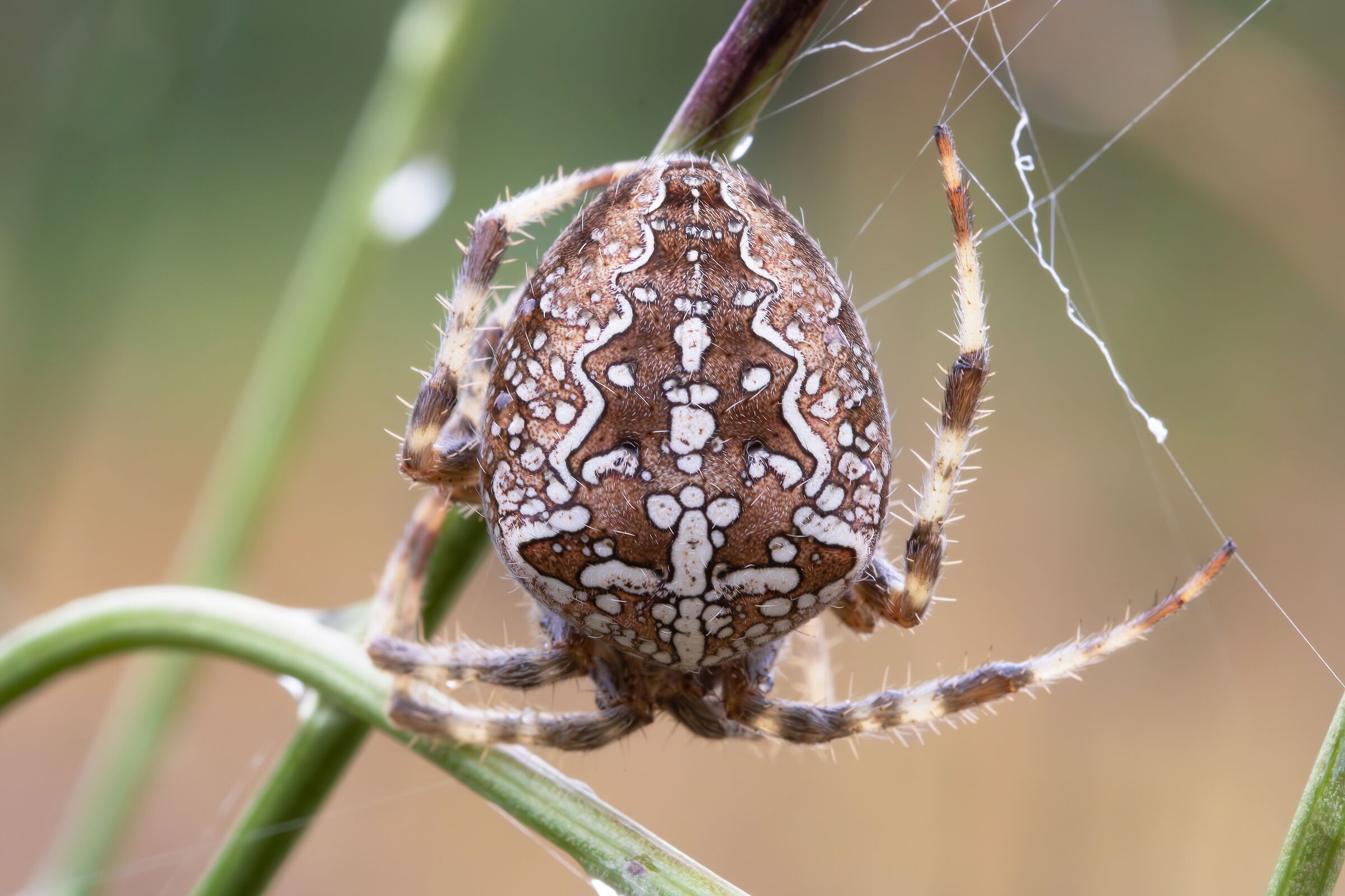 Araneus diadematus